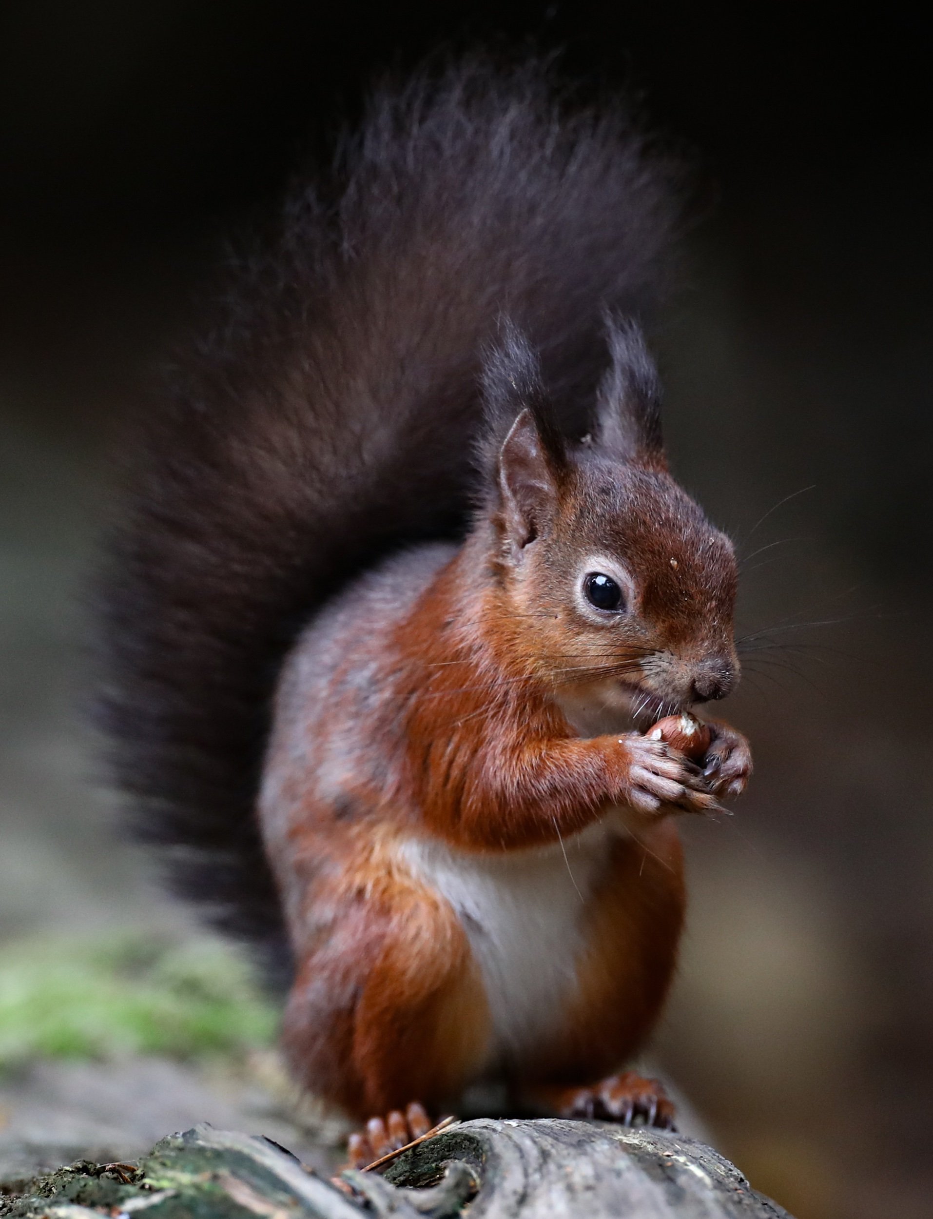 Squirrels at Brownsea Island