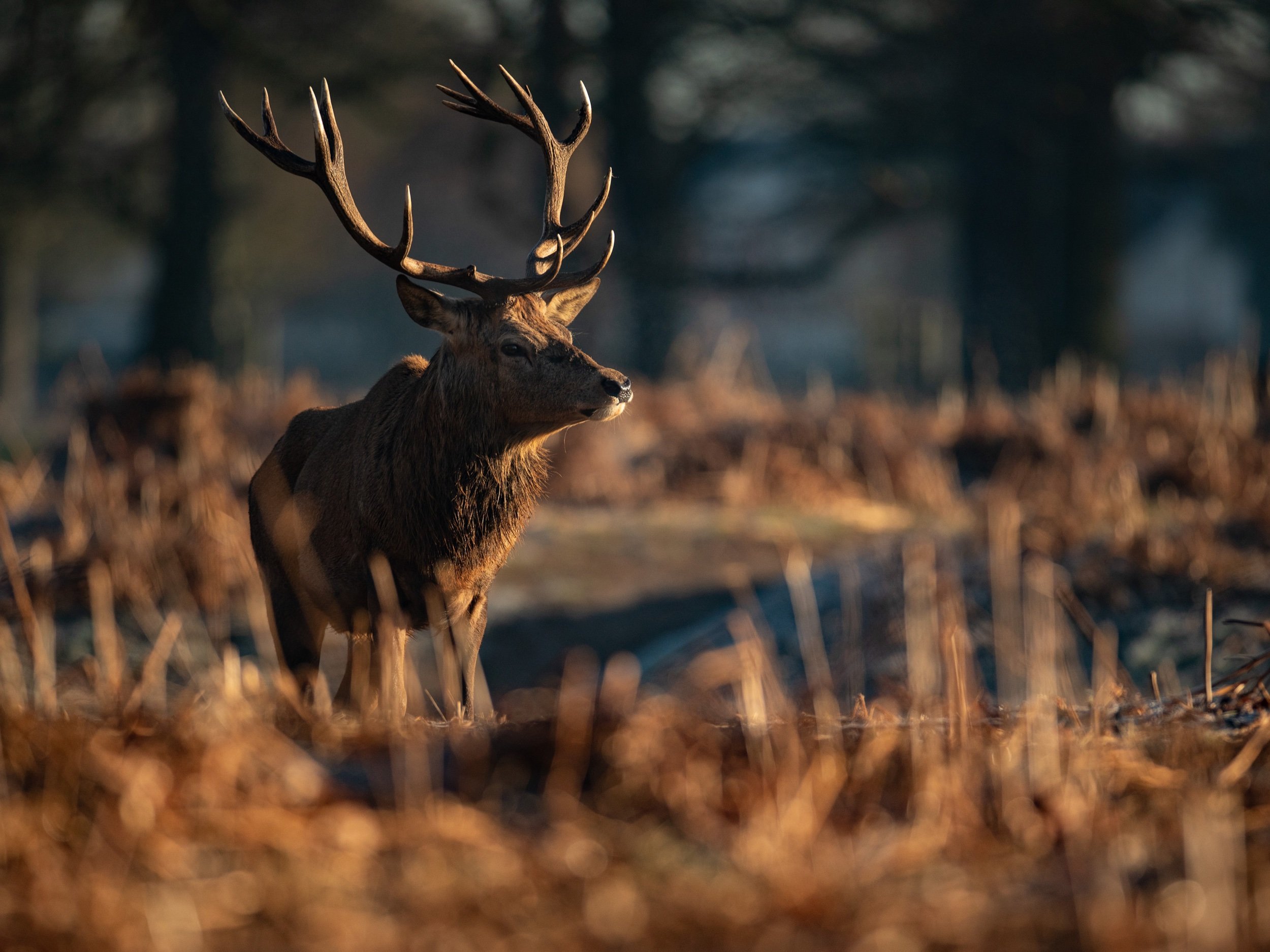 Bushy Park Deer