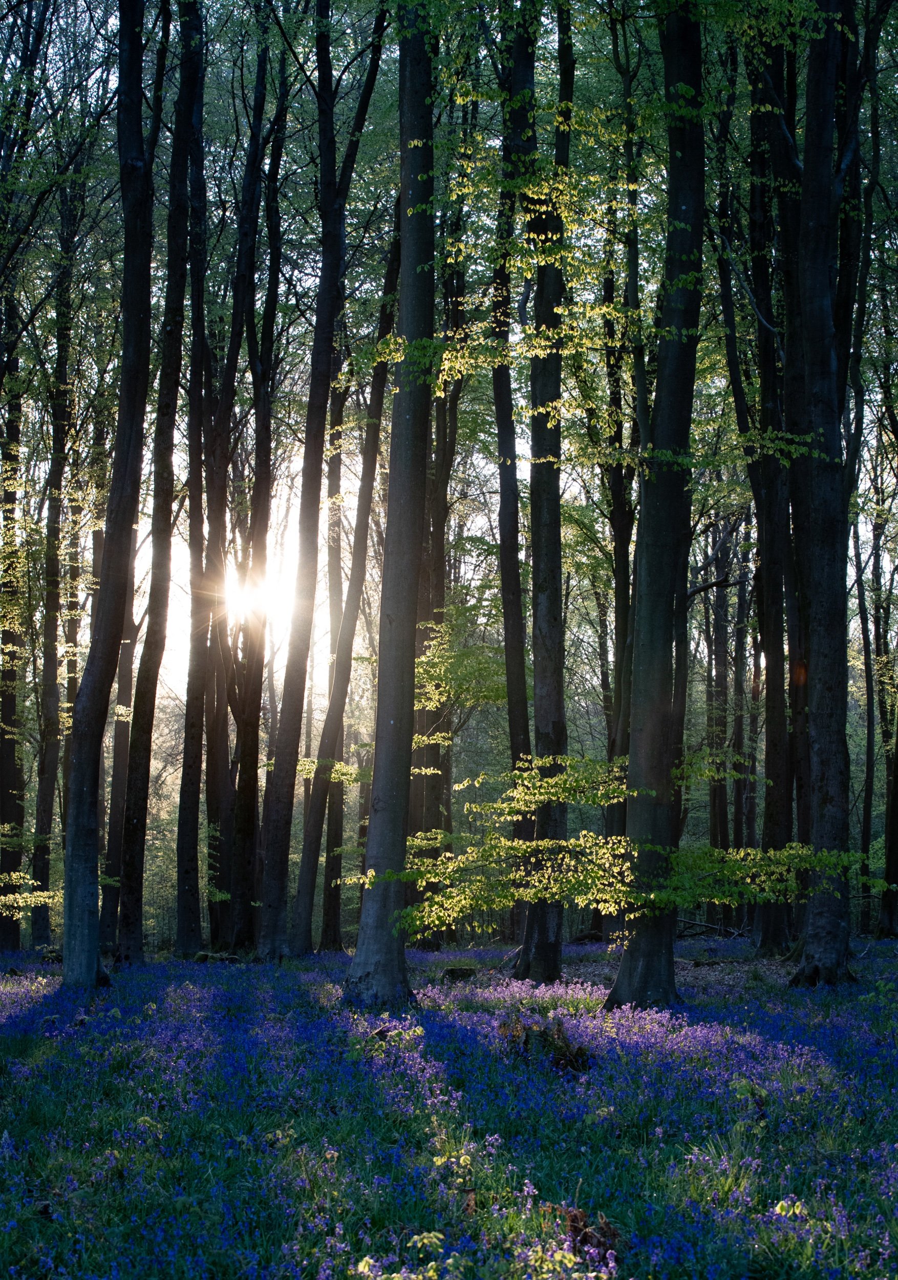 Bluebells at Micheldever