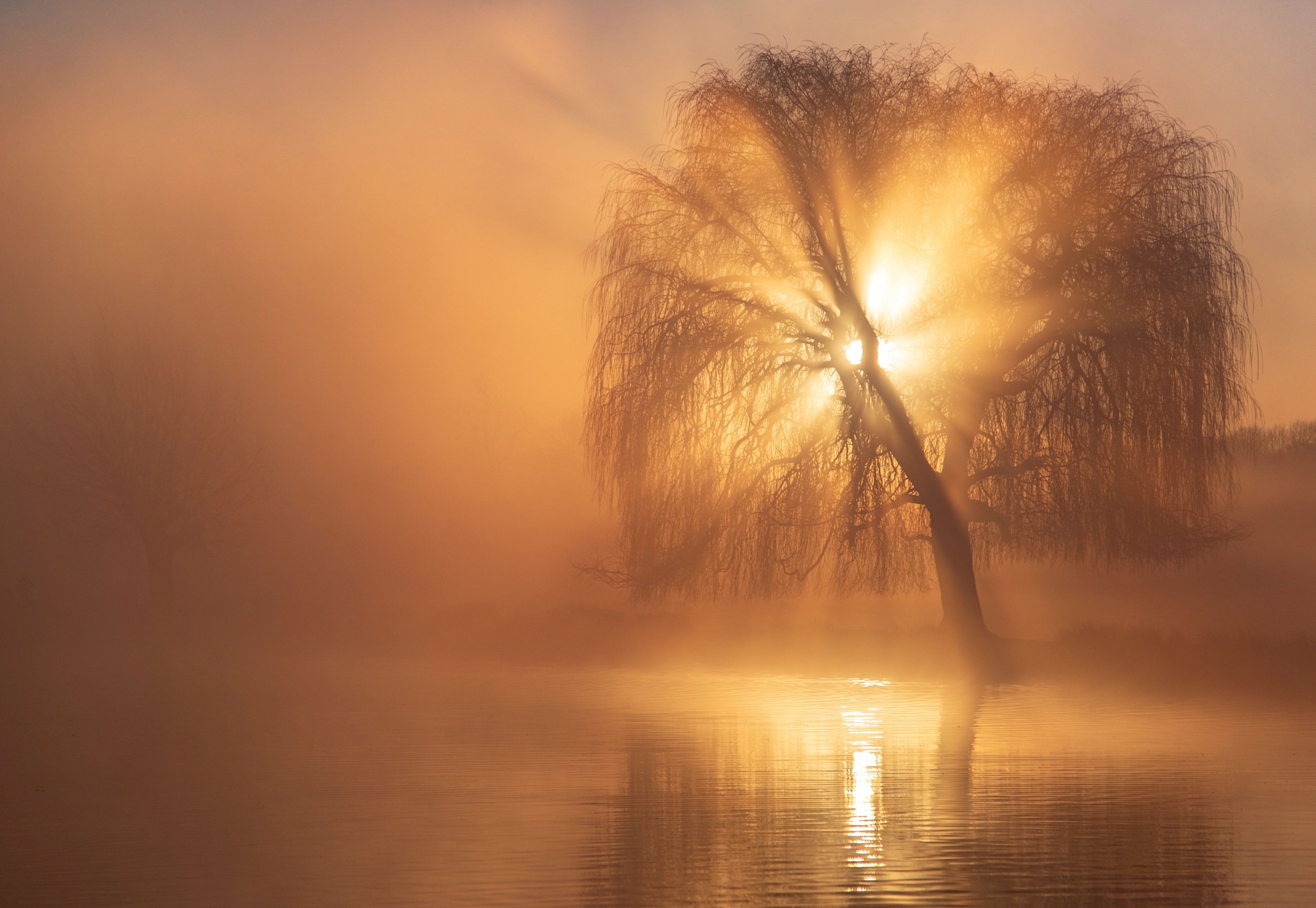 Sunrise at Bushy Park