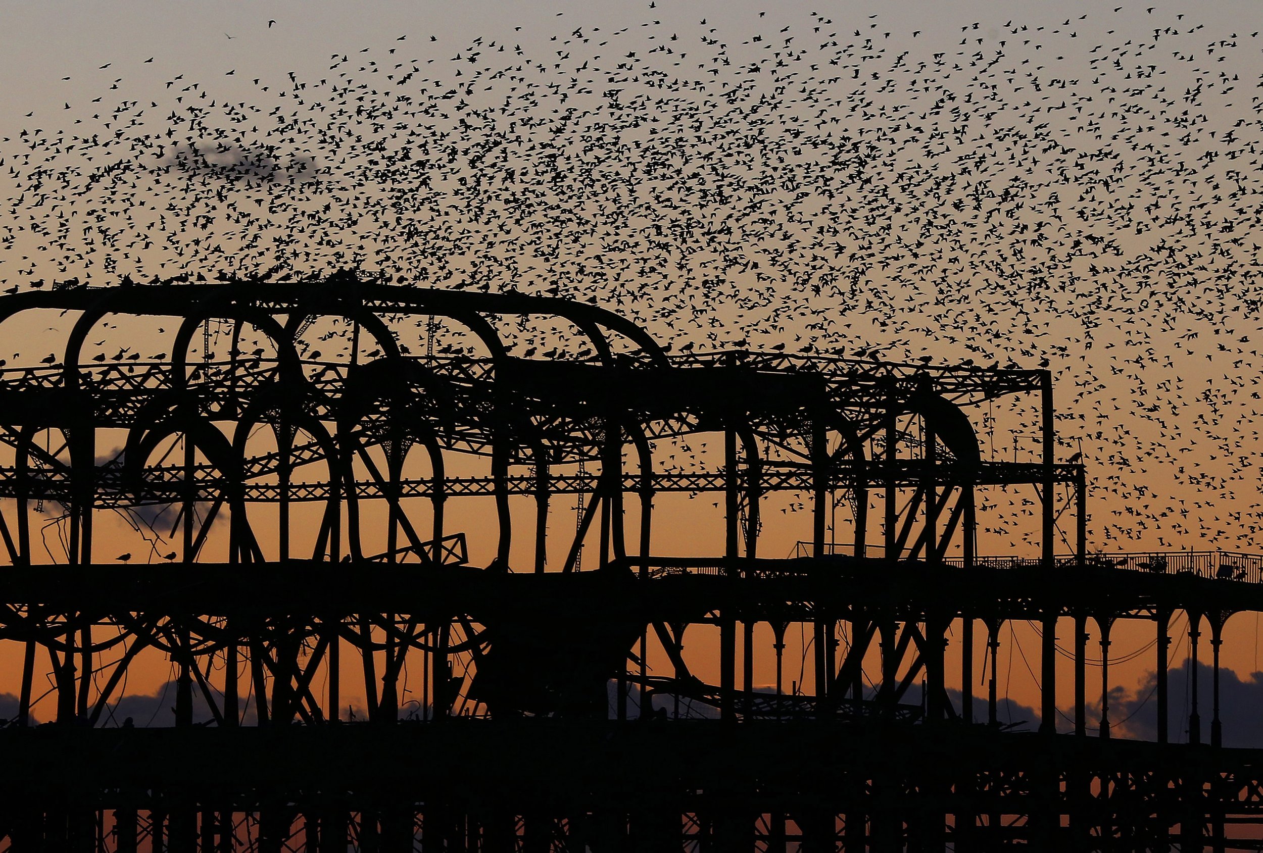 Starling Murmurations over Brighton