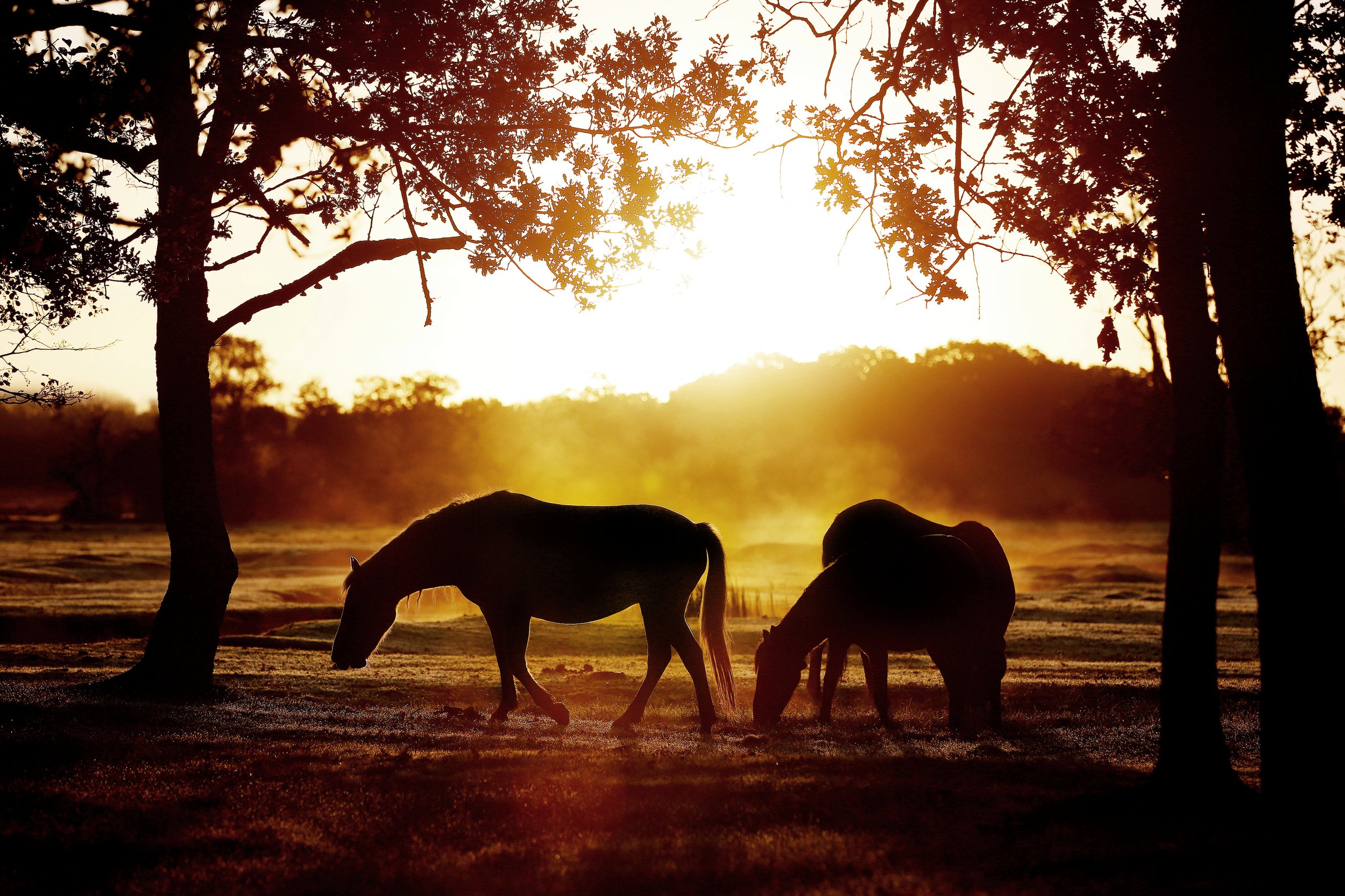 A New Forest Sunrise