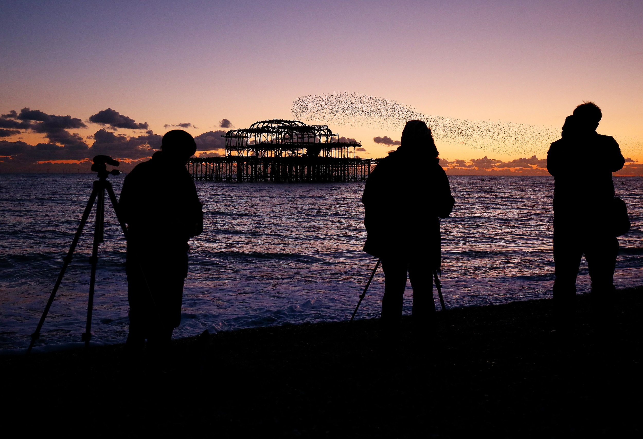 Starling Murmurations over Brighton