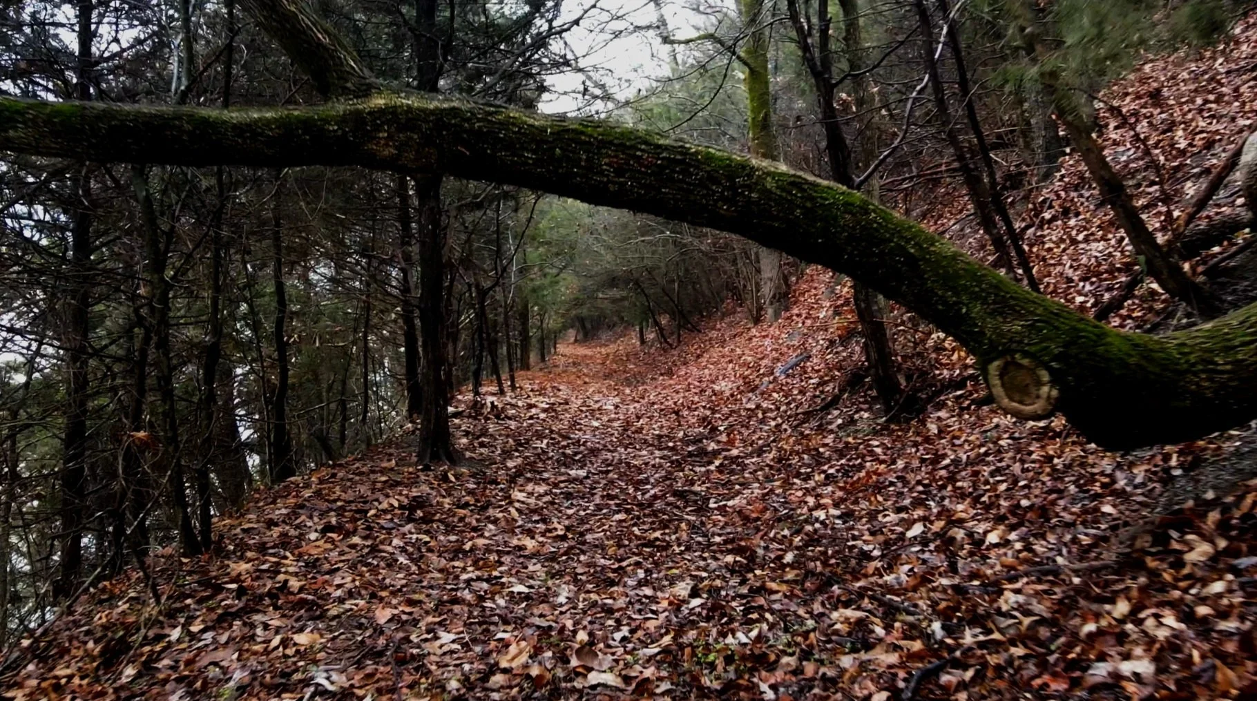 Screenshot 2025-01-25 at 6.39.05 PM.jpg