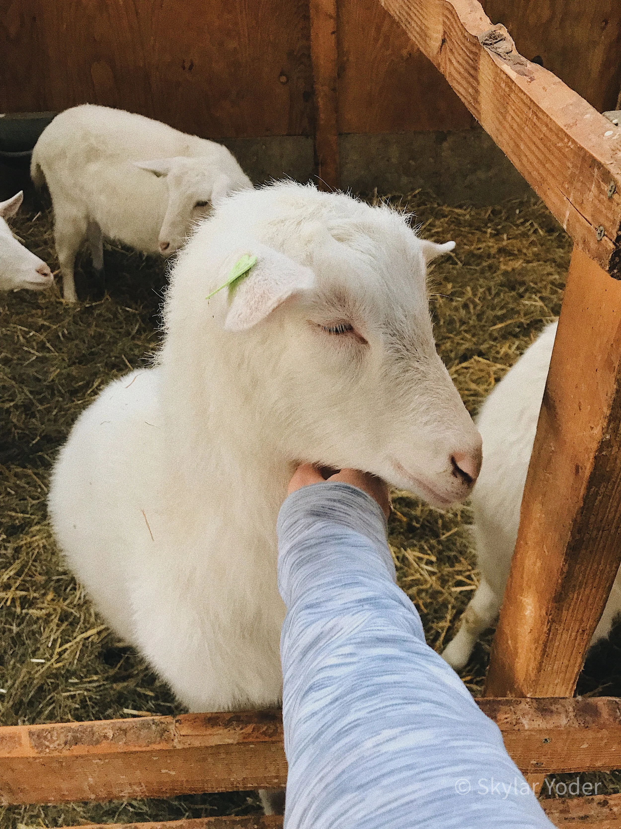 Petting Farm Animals at Geertje’s Hoeve
