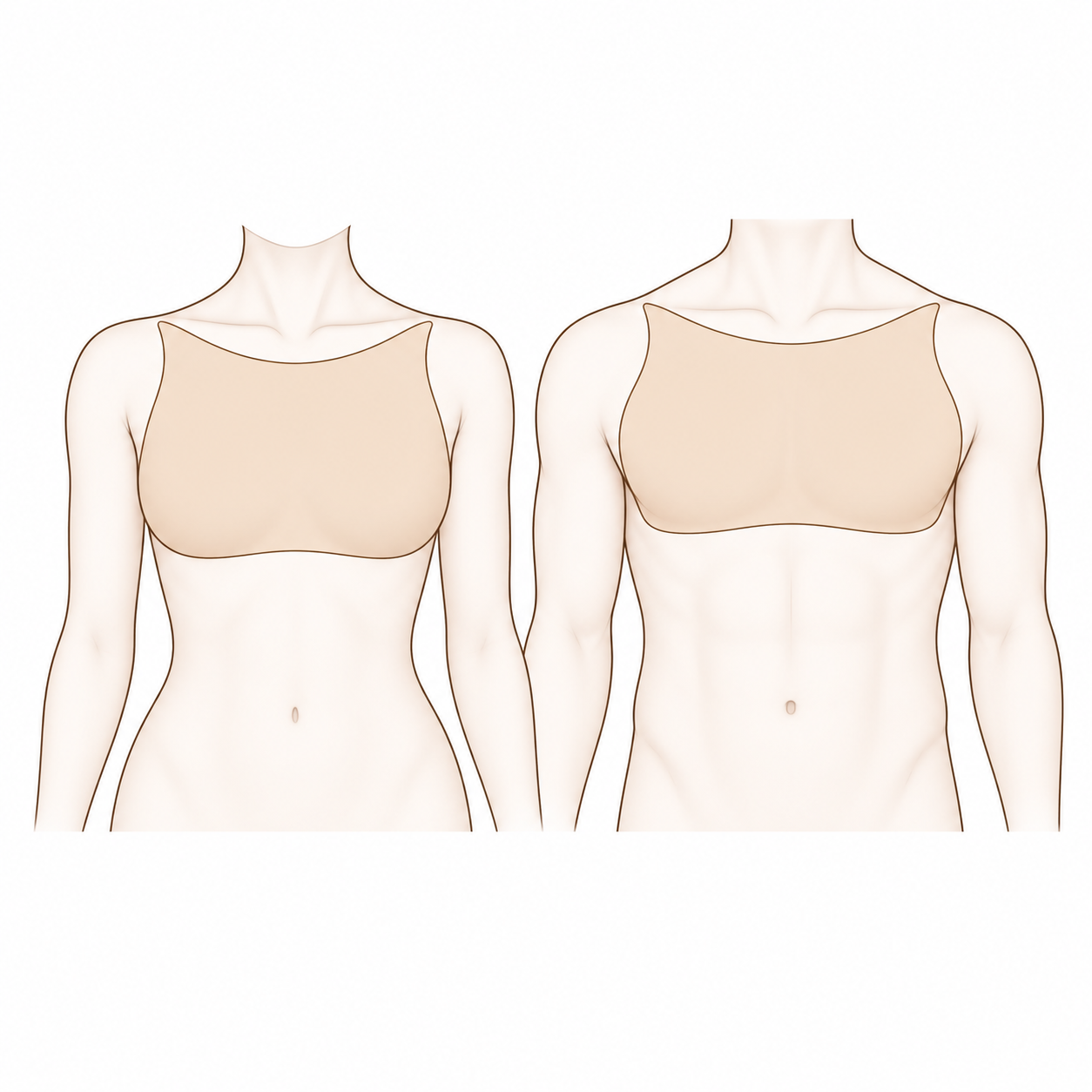 Chest