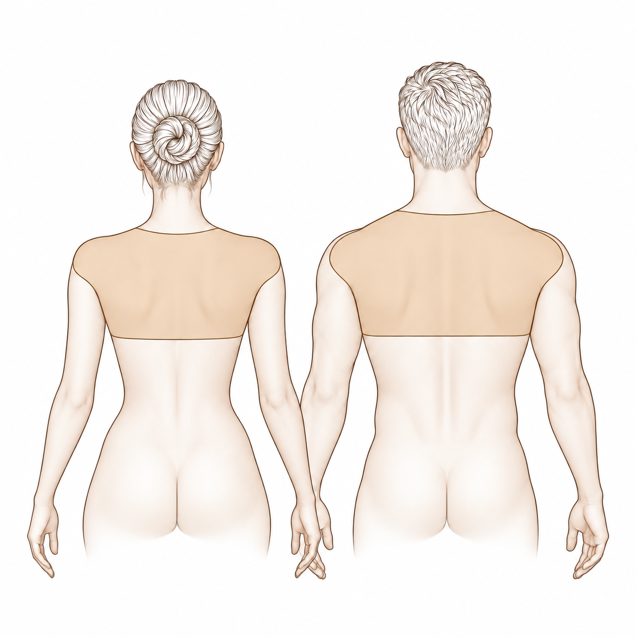Back (Upper)