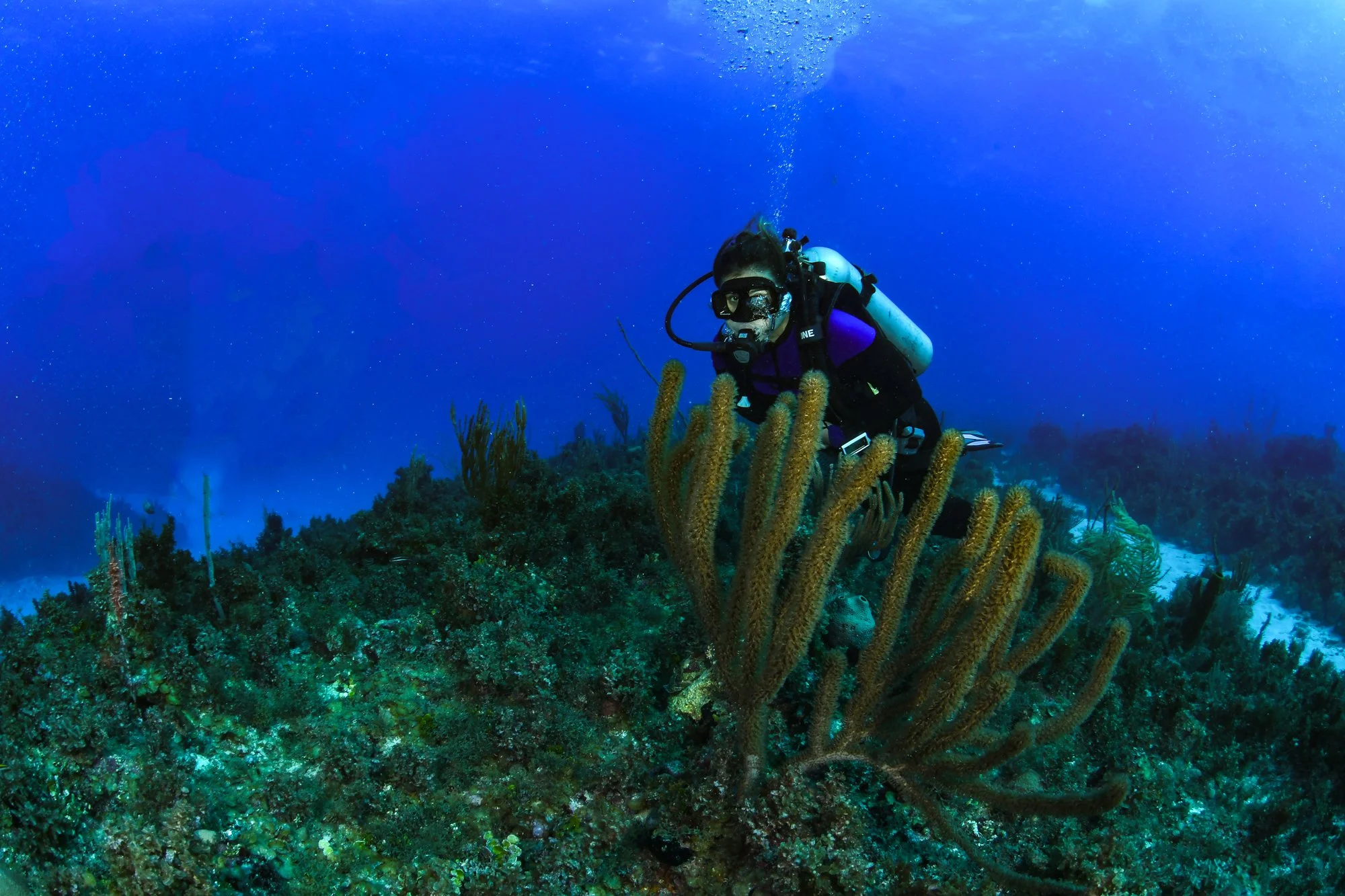 Scuba diver swimming beside a large sea fan on a colorful reef in Jamaica.