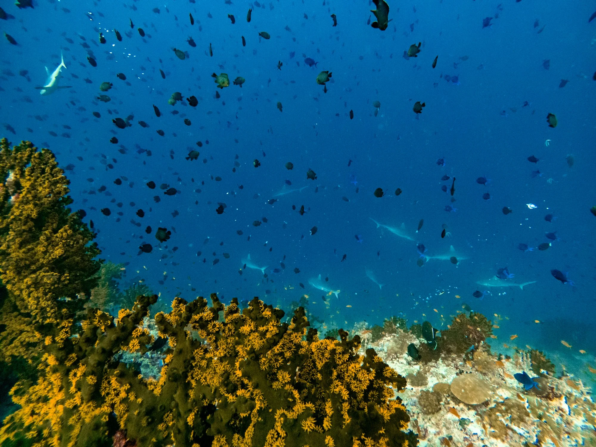Tropical fish surrounding a vibrant coral formation beneath the water in the Maldives.