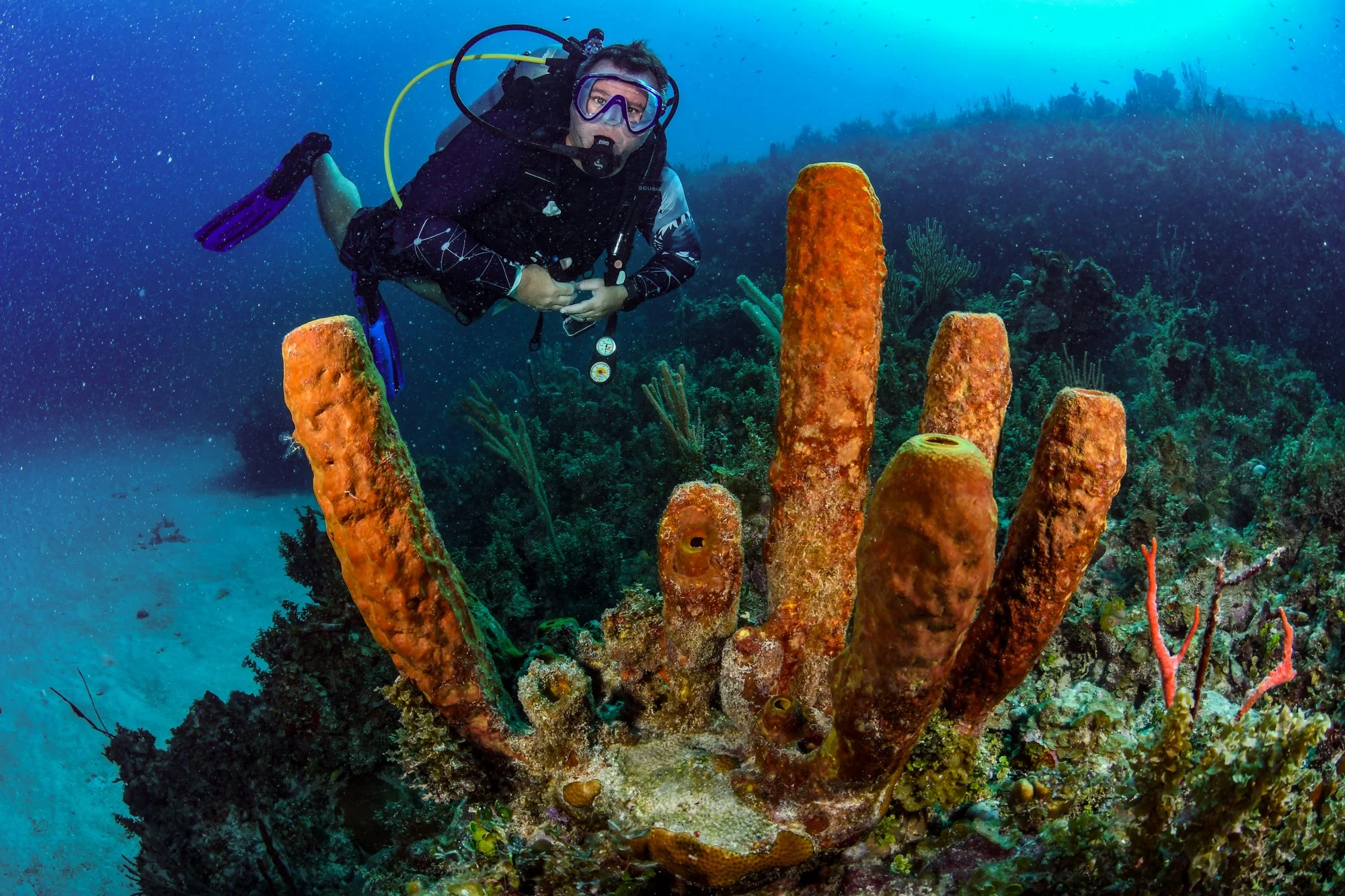 Scuba diver hovering behind orange tube sponges on a Jamaican coral reef.