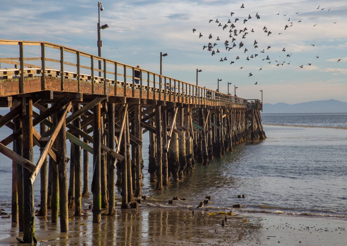 Goleta Beach Pier Birds