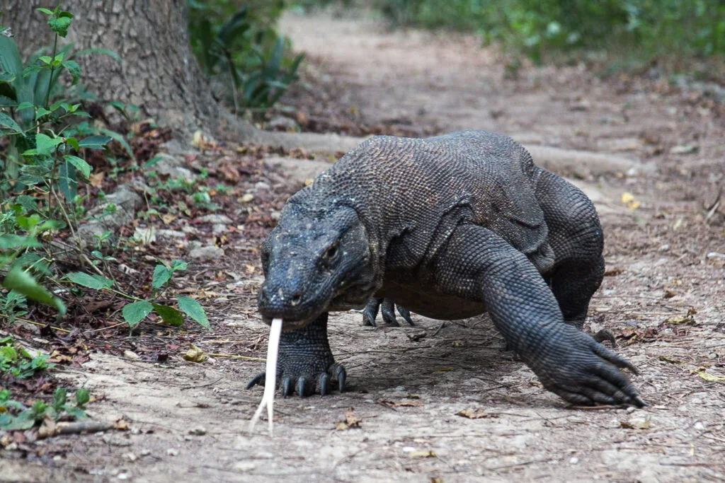 Komodo dragon walking along a forest trail in Komodo National Park
