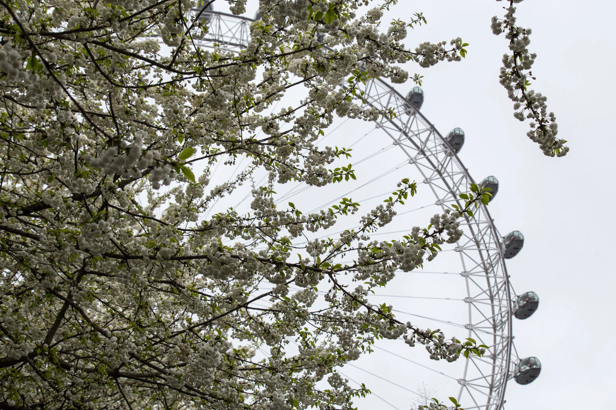 Visiting the London Eye
