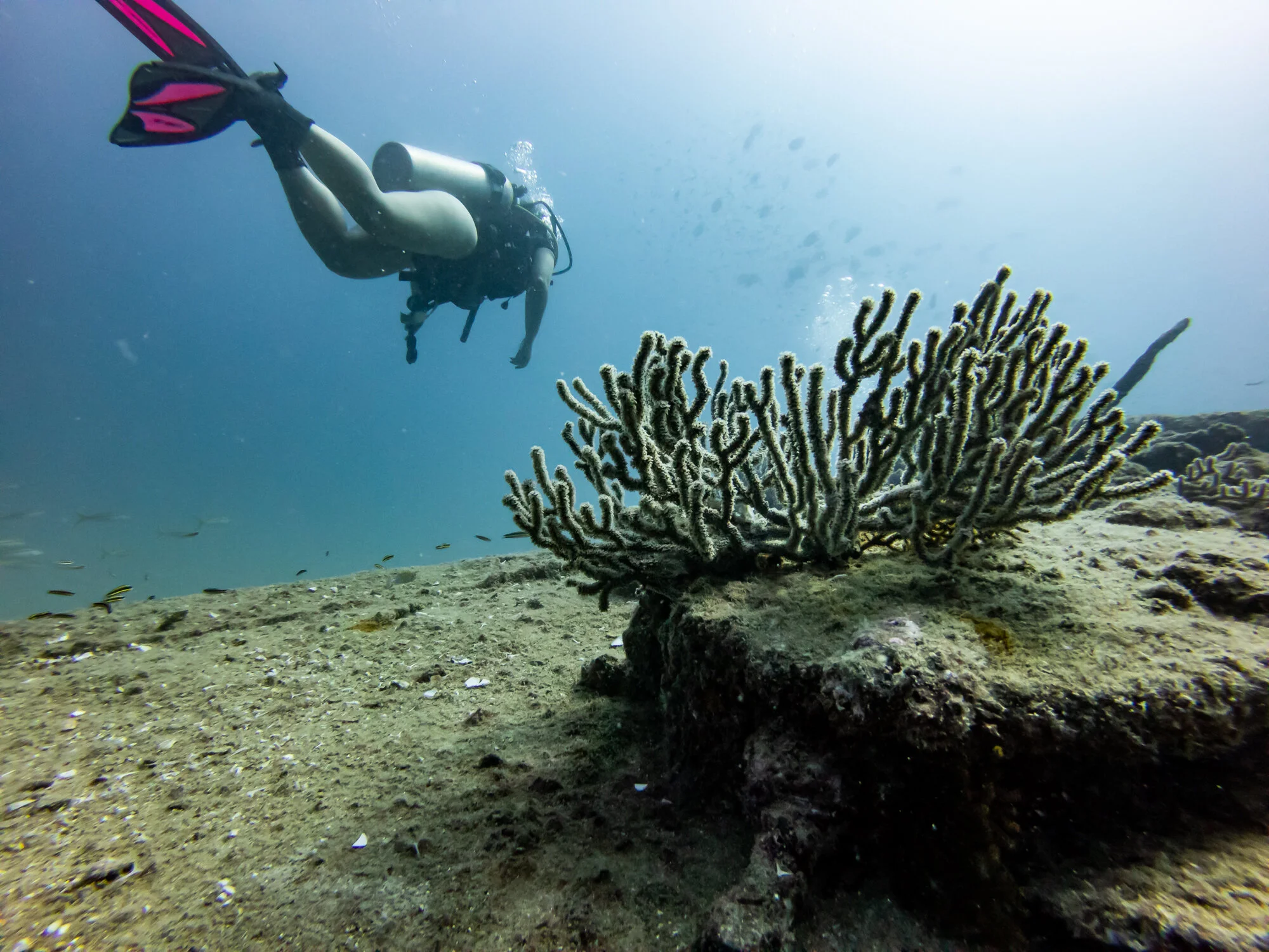 Scuba Diving in La Paz