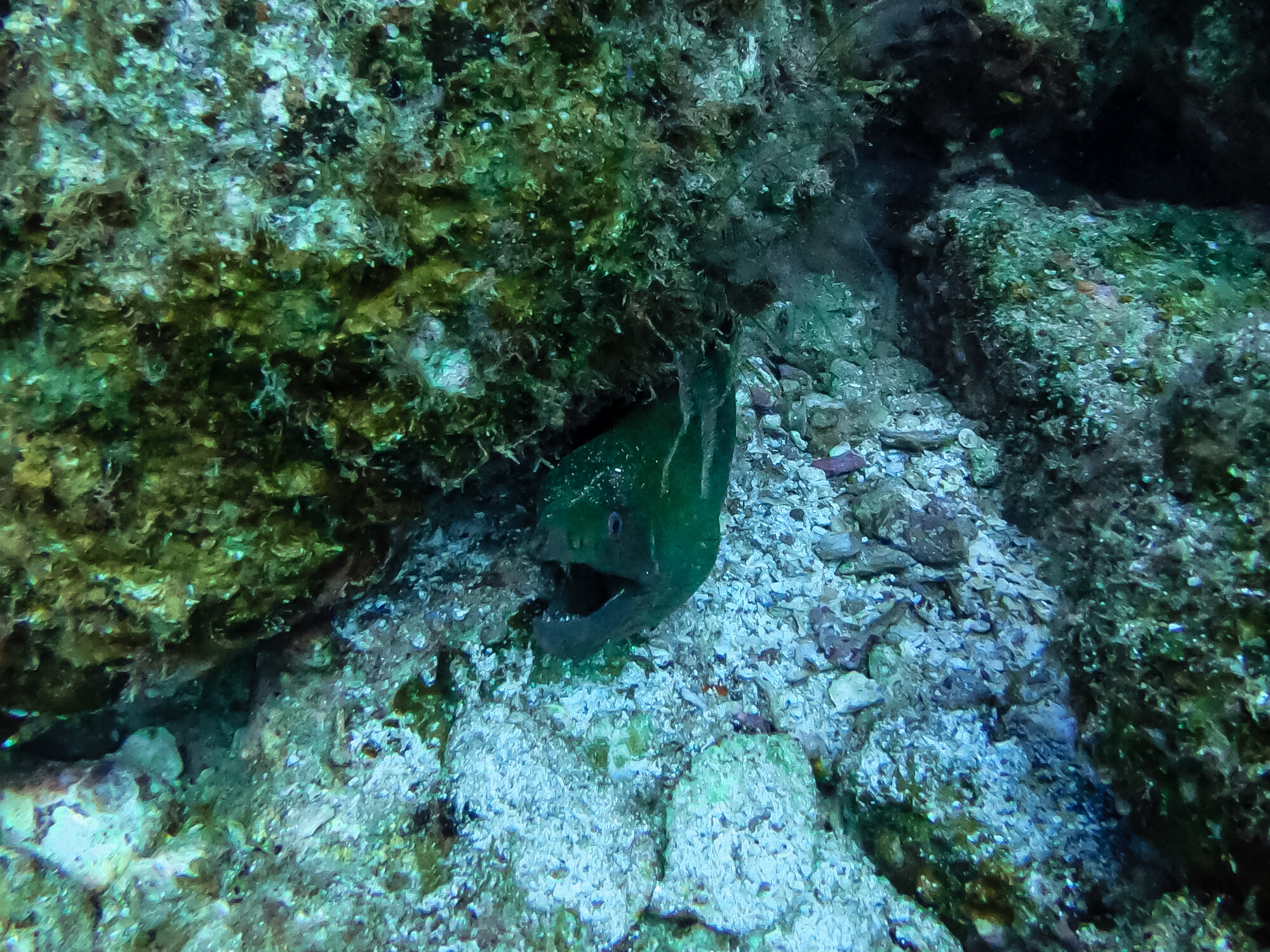 Scuba Diving Eel
