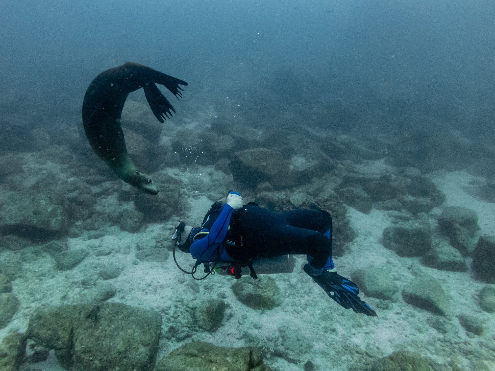 Los Islotes Sea Lion Diving
