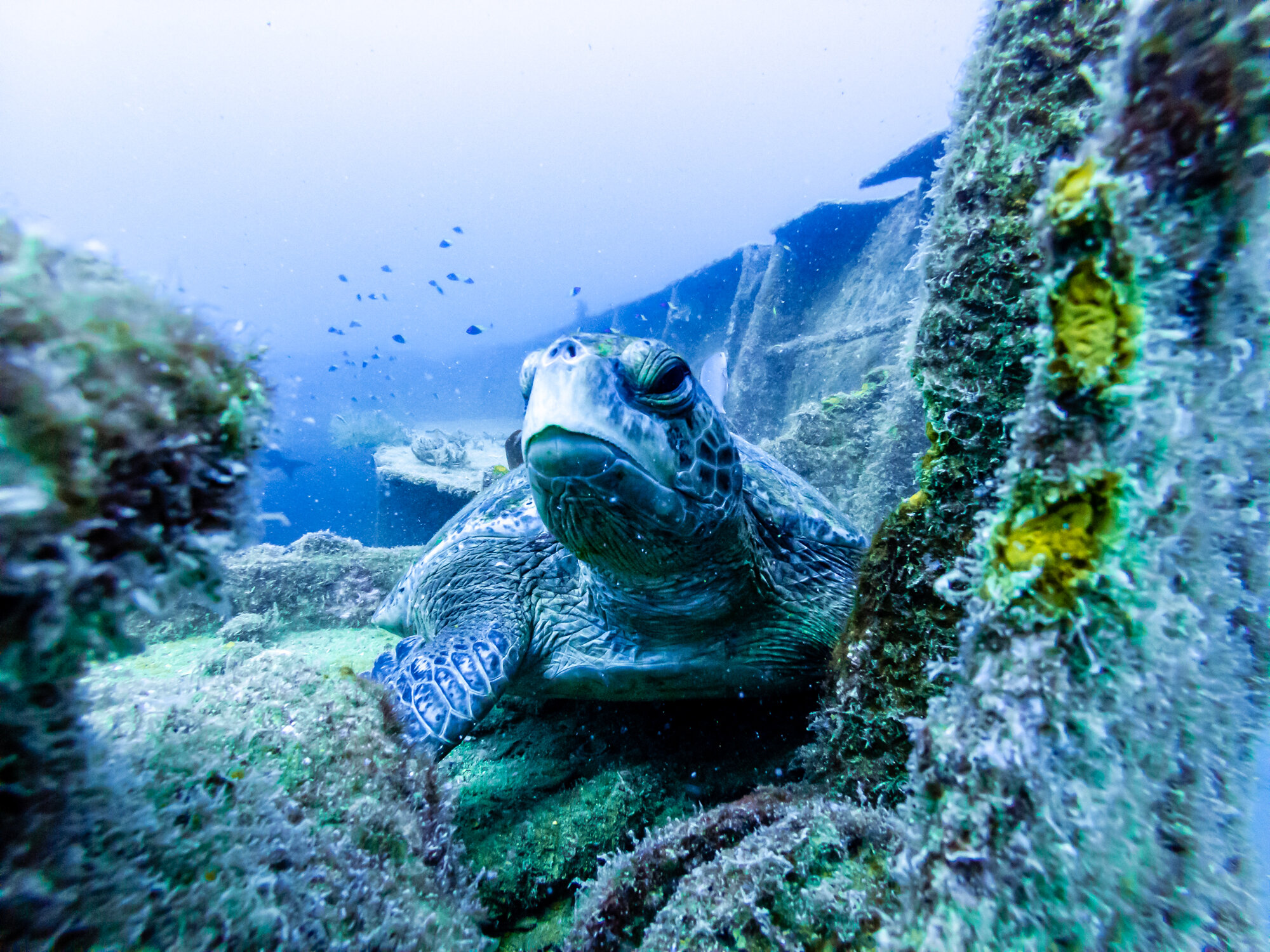 Scuba Diving Sea Turtle