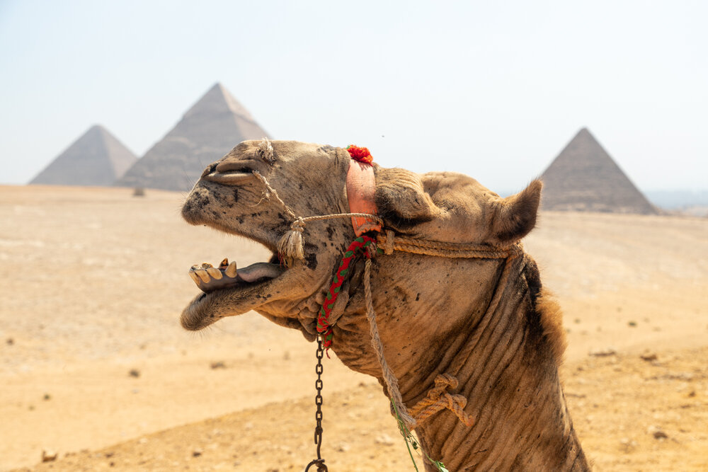 Camel Photos