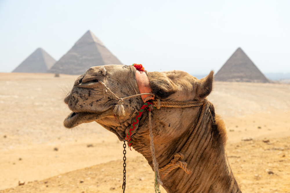 Camel Profile Photos