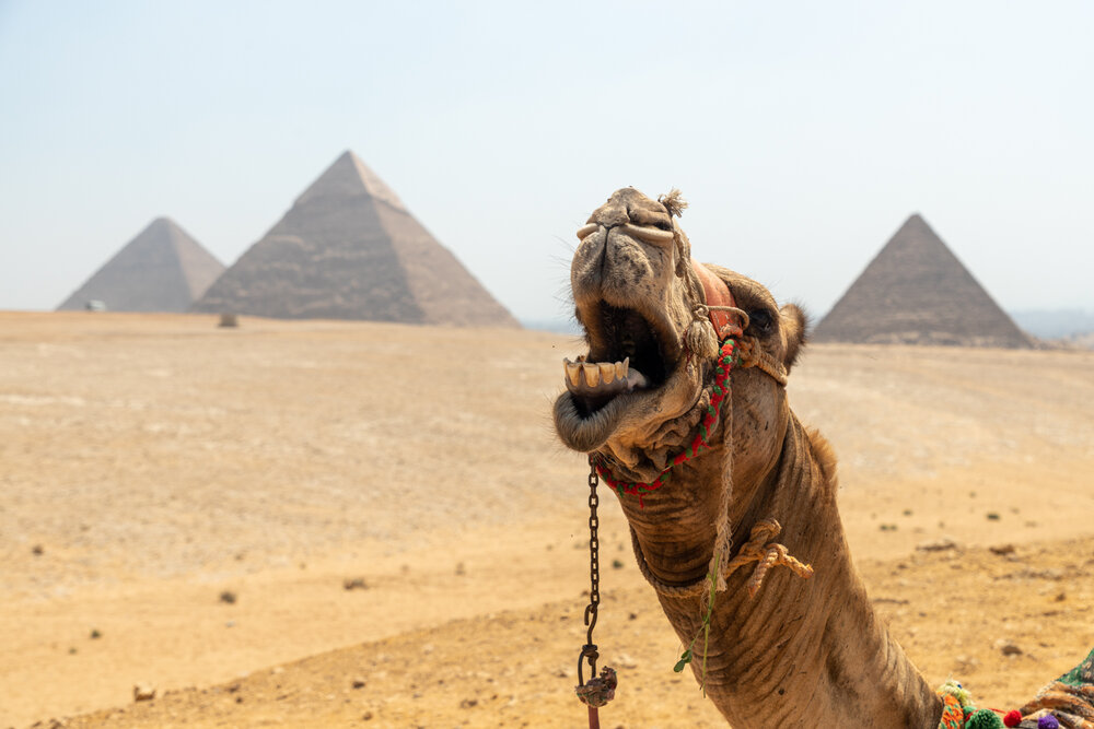 Camel Profile Photos Pyramids