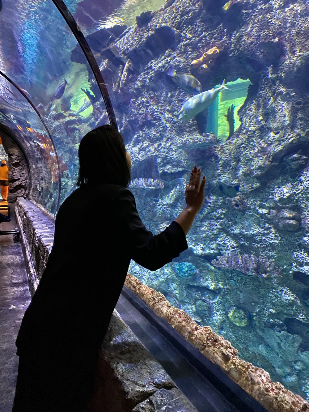 Inside the aquarium at Shark Reef Aquarium in Las Vegas Mandalay Bay