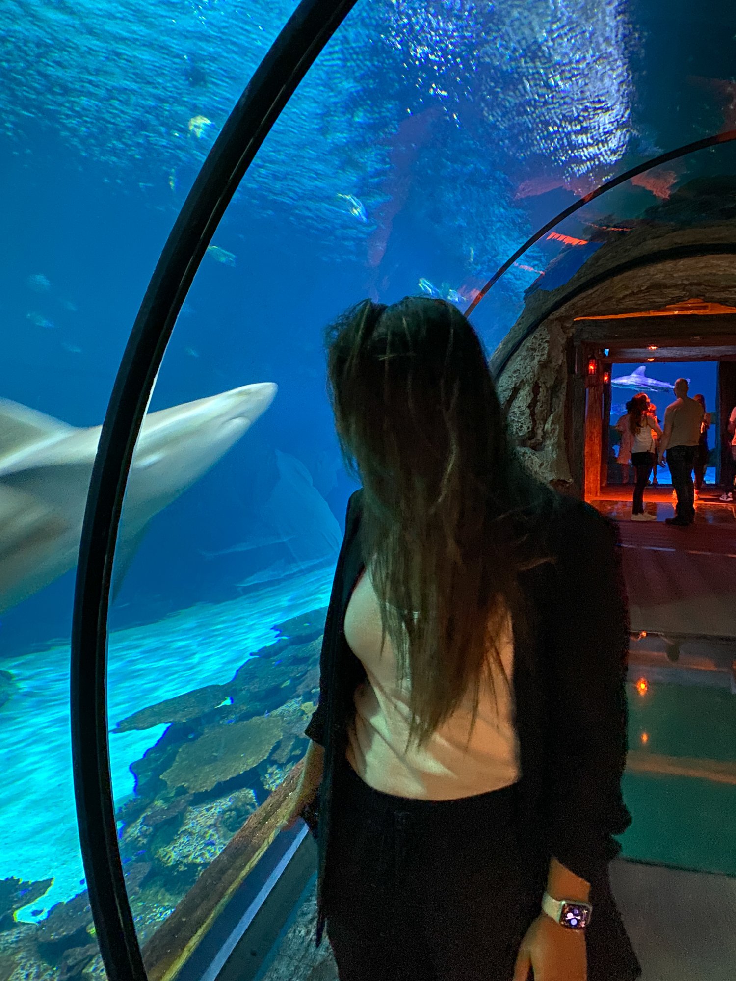 Watching sharks at Shark Reef Aquarium at Mandalay Bay Las Vegas