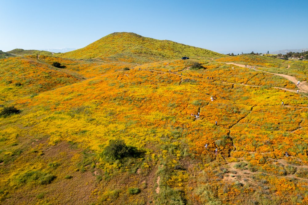 California Poppies