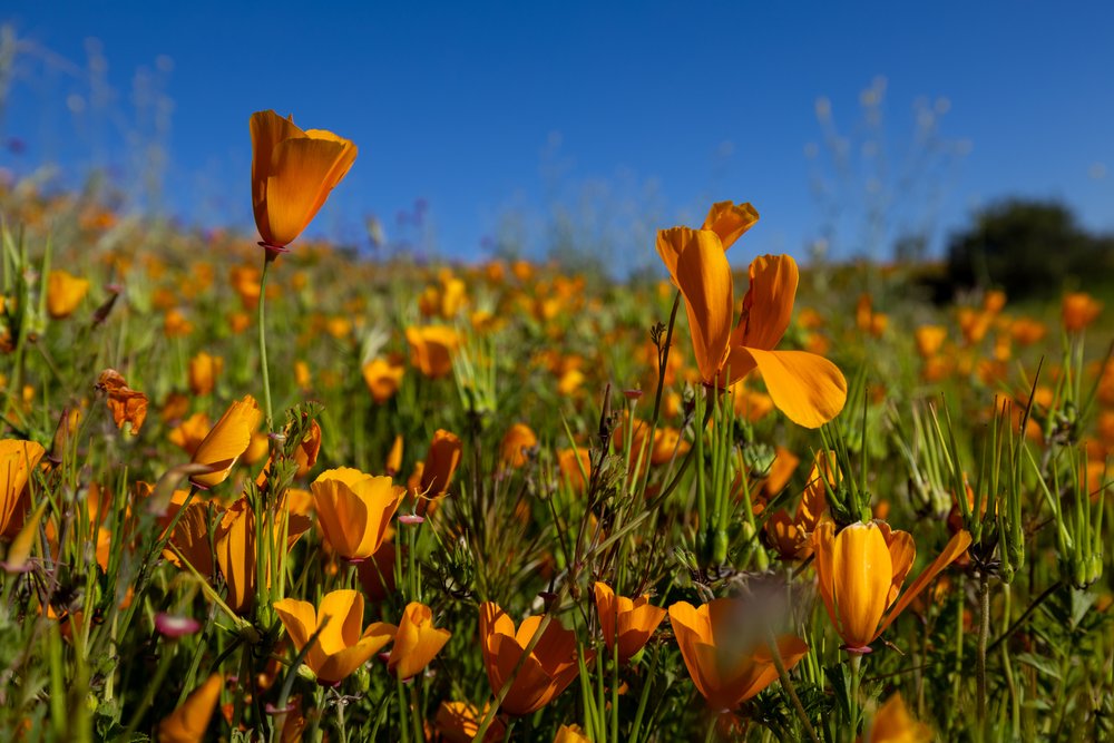 Poppy Flowers