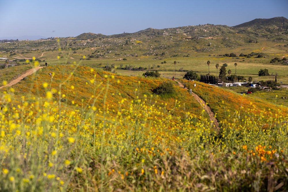 Fields of California Flowers