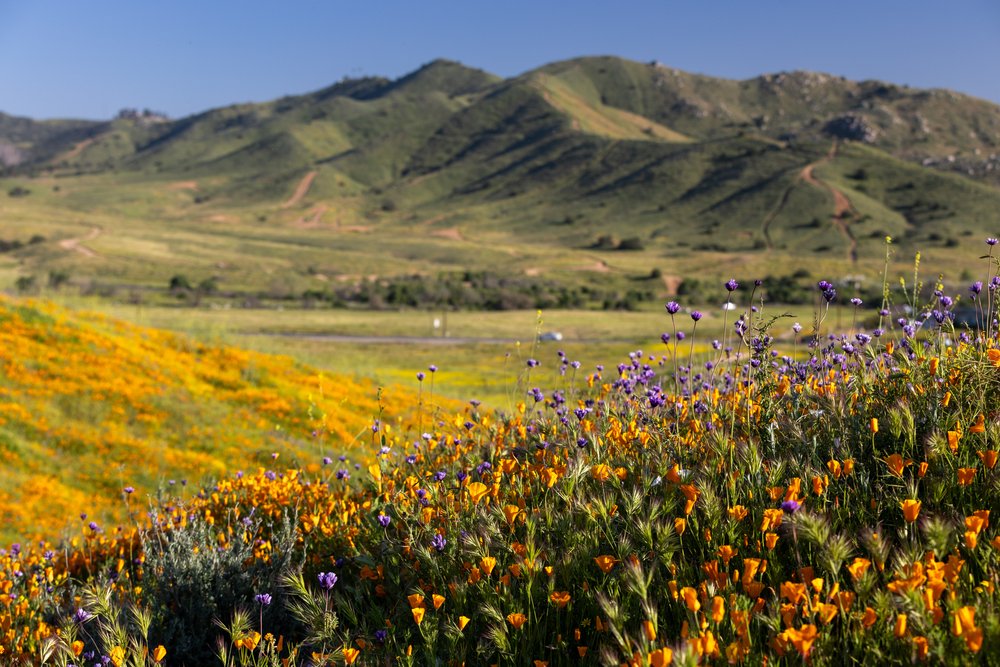 Fields of Flowers in California