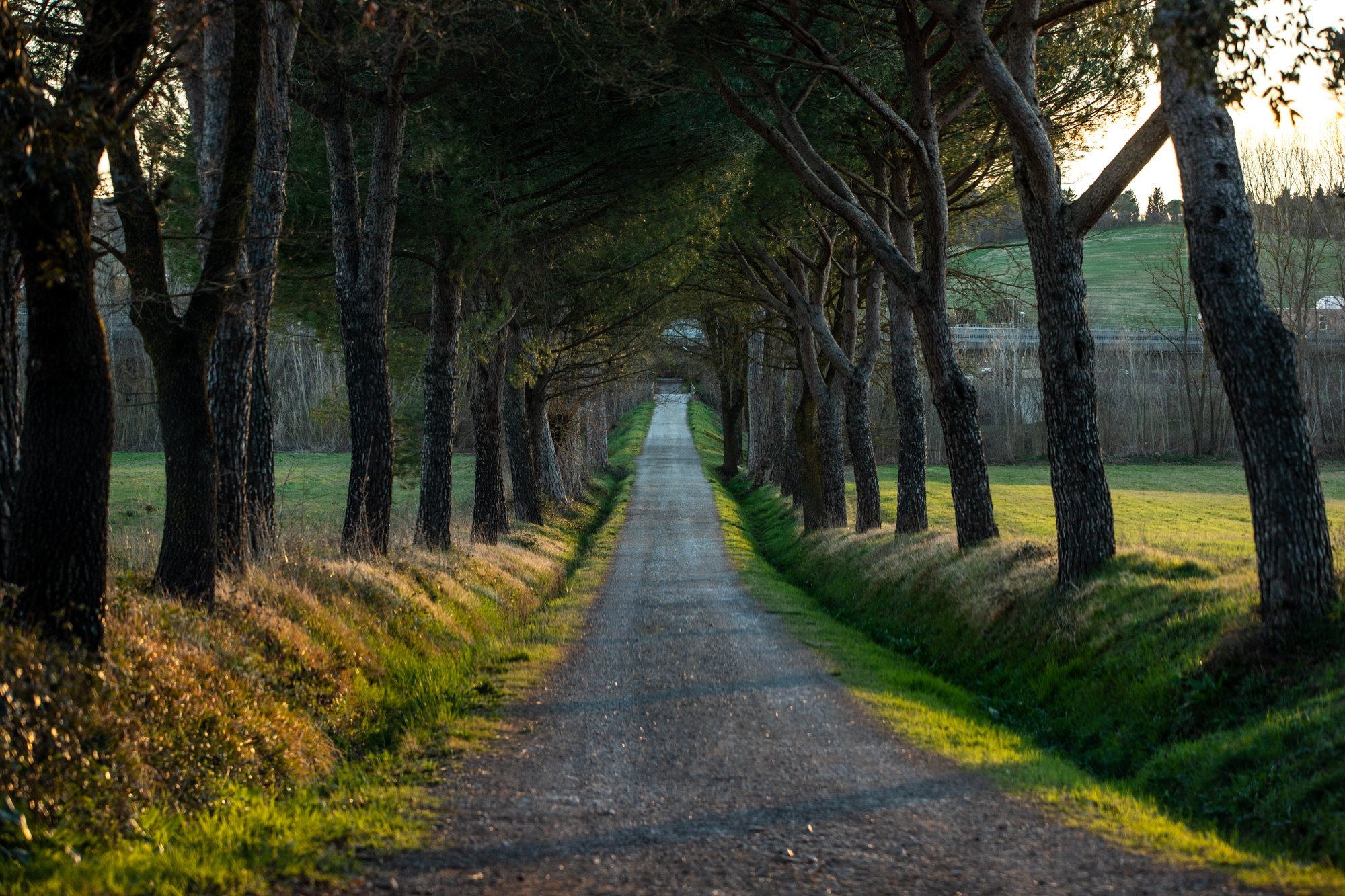 Tuscan Tree-Lined Roads