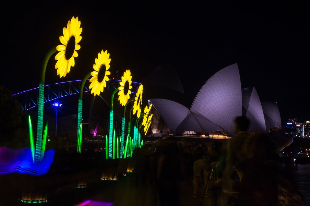 Vivd Sydney Sunflower Exhibit