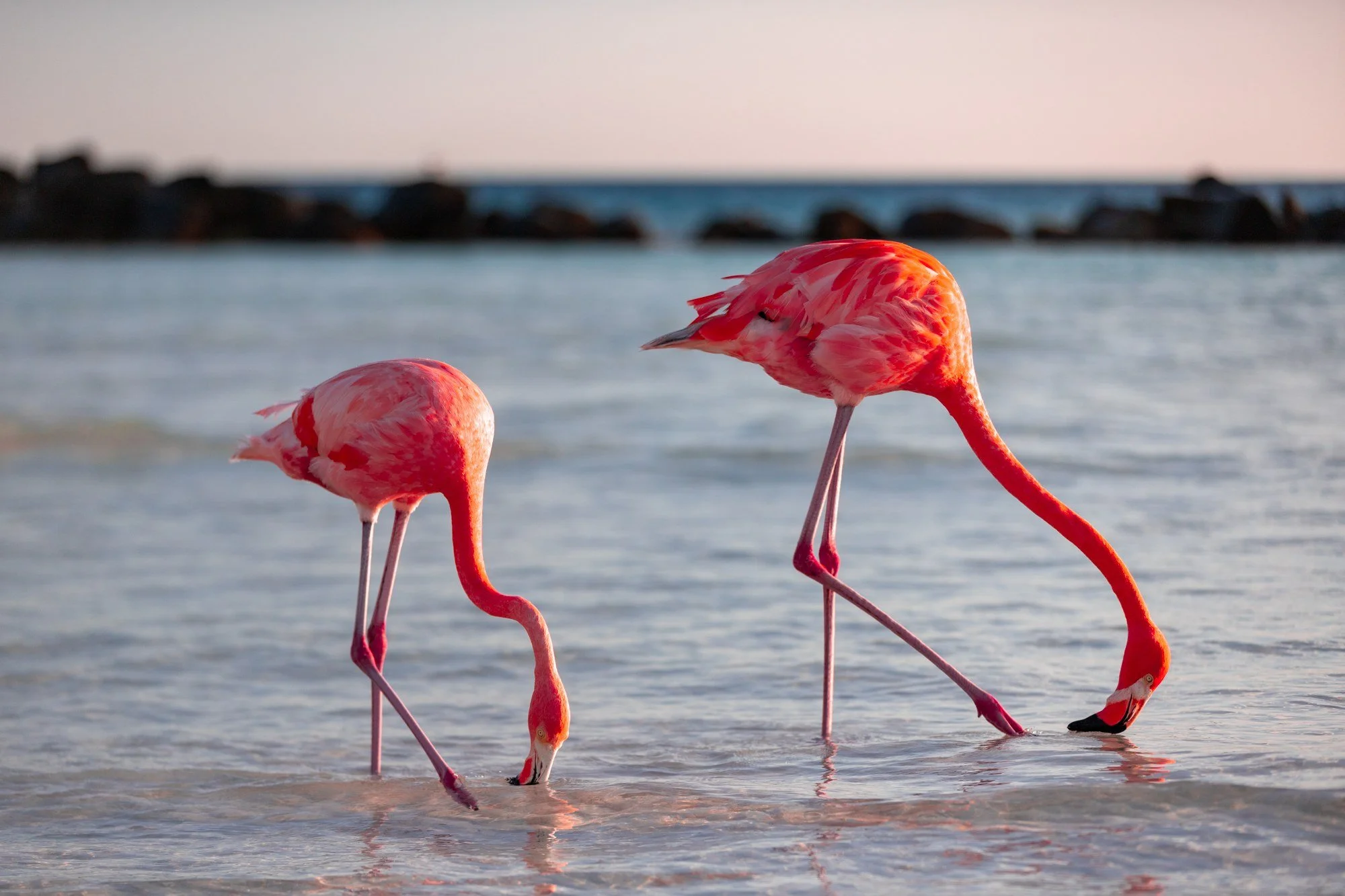 One Day in Aruba from a Cruise: Antilla Diving &amp; Flamingo Beach