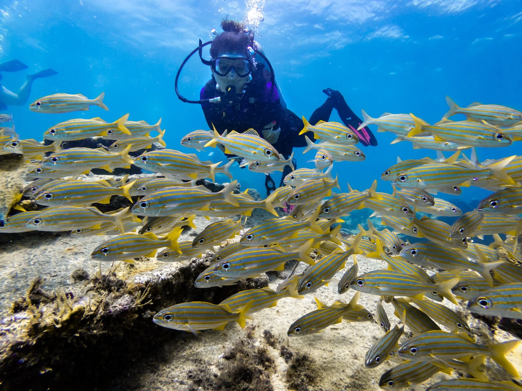 Scuba diver behind a school of yellow fish at Pedernales in Aruba