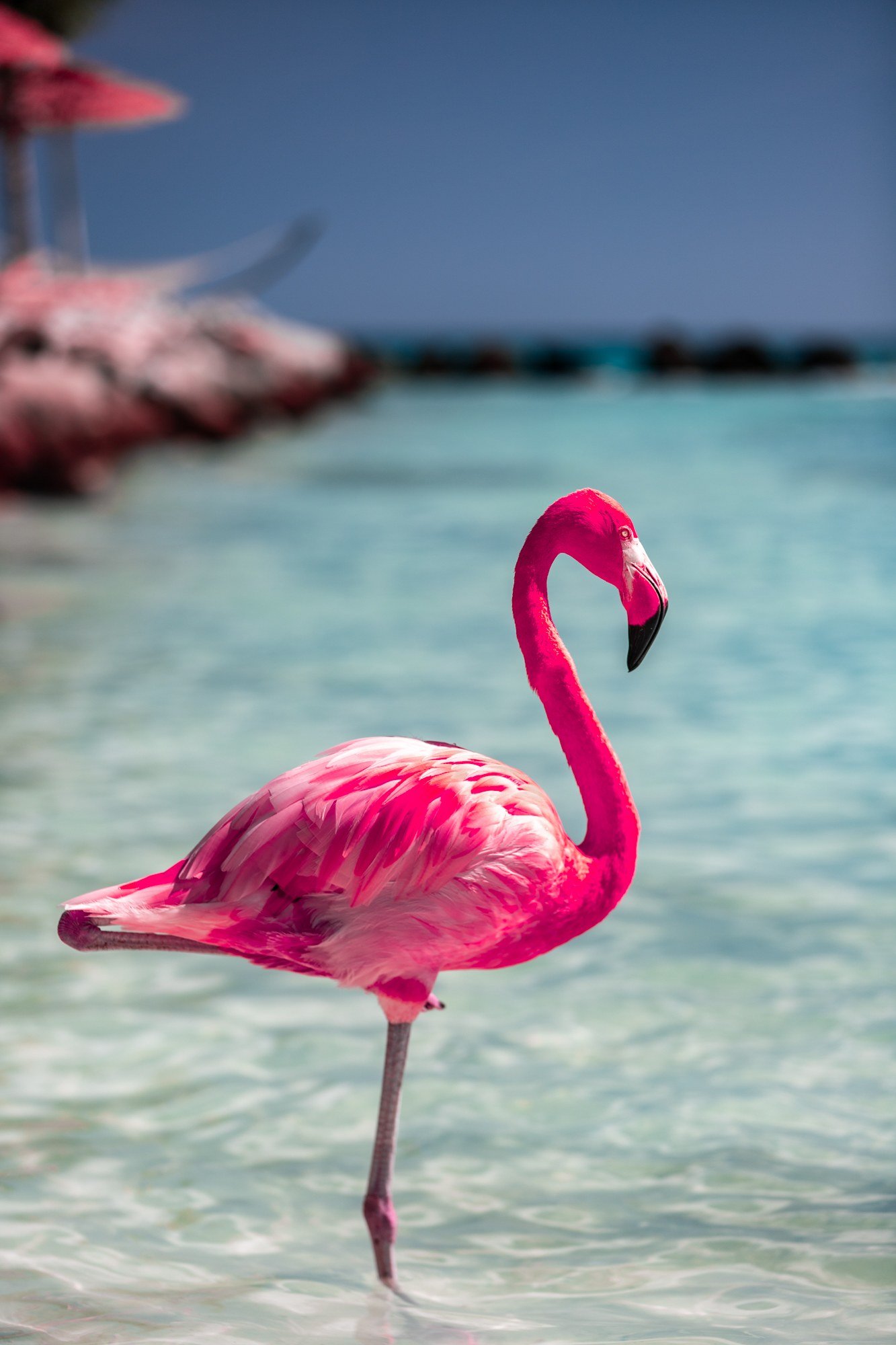 Pink flamingo standing beside the turquoise sea at Renaissance Island
