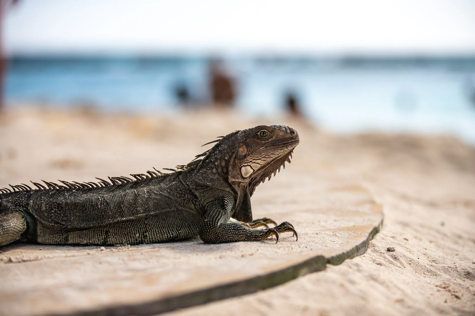 Iguana resting on a sandy beach in Aruba