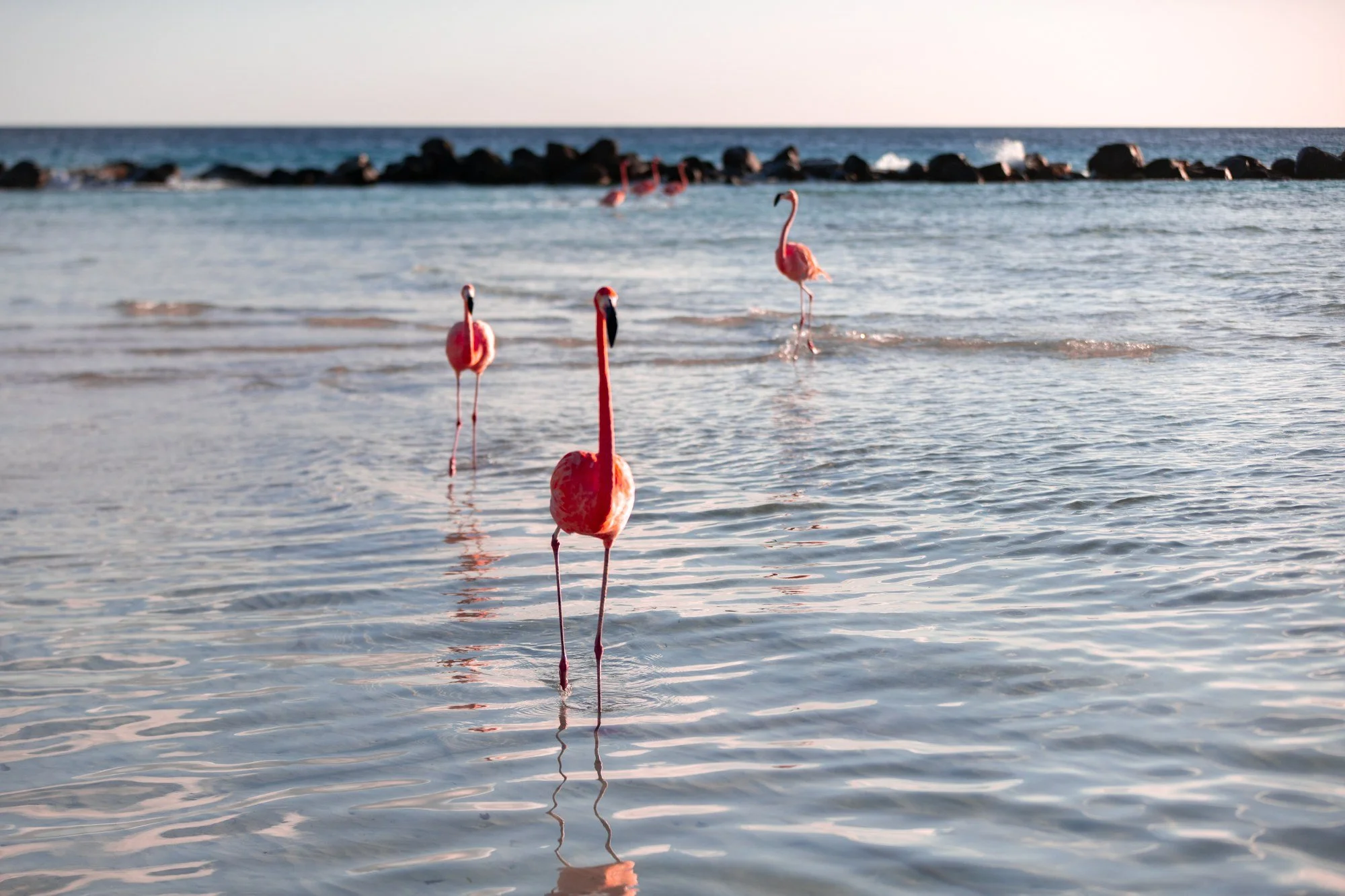 Flamingos wading together at Flamingo Beach in Aruba