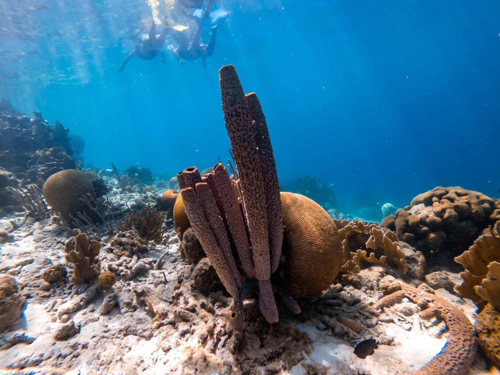 Purple tube sponge and coral reef underwater in Bonaire