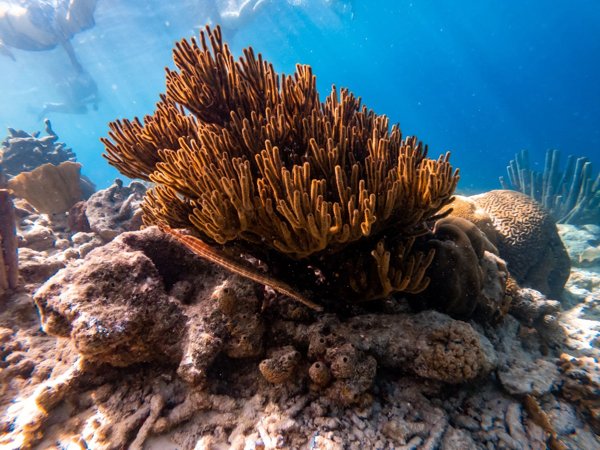 Branching coral illuminated by sunlight on a Bonaire reef