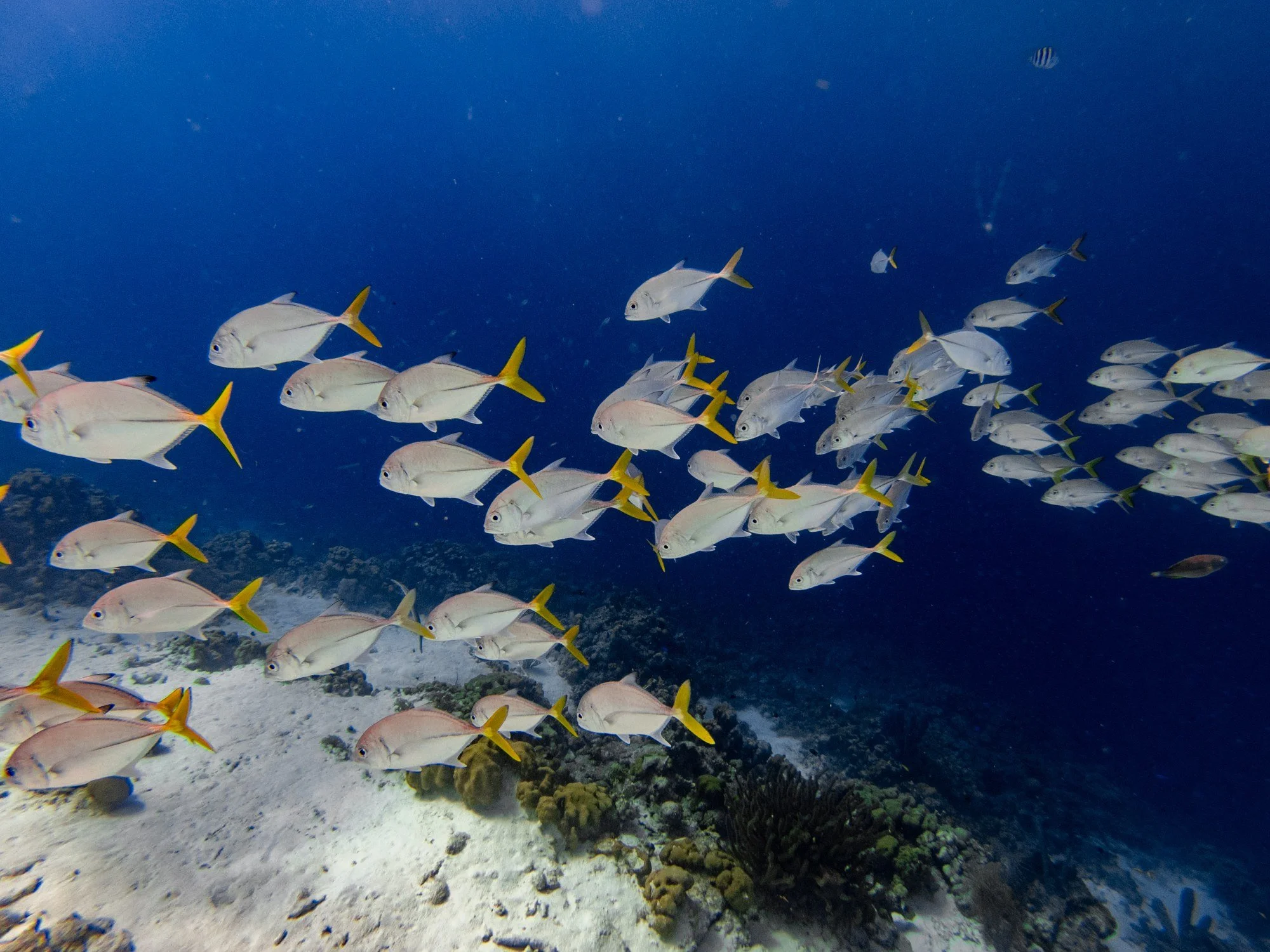 School of yellowtail fish swimming over a Bonaire reef