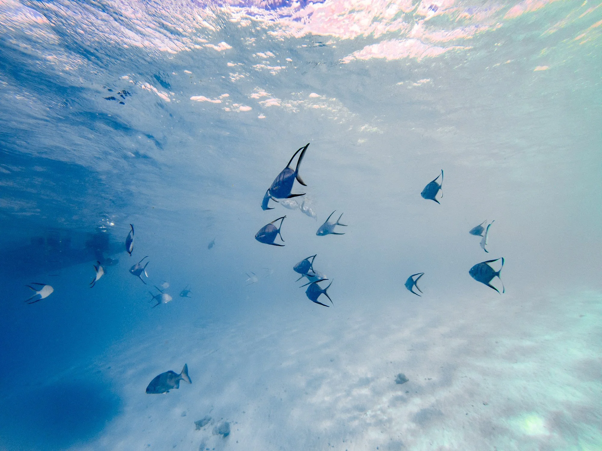 School of tropical fish above the sandy seafloor in Bonaire