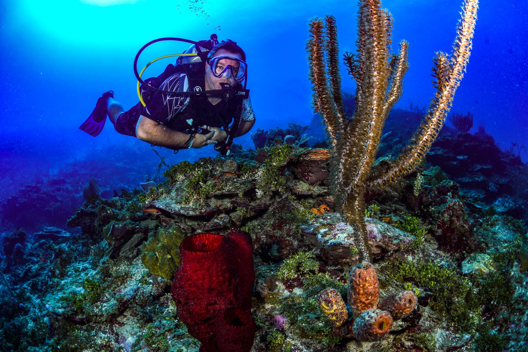 Scuba diver beside bright sea rods, sponges, and coral on a Jamaican reef.