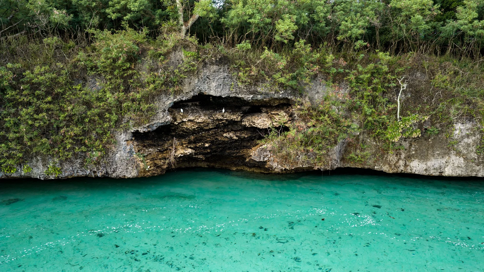 A limestone sea cave opens above brilliant turquoise water along Fiji’s forested coast.