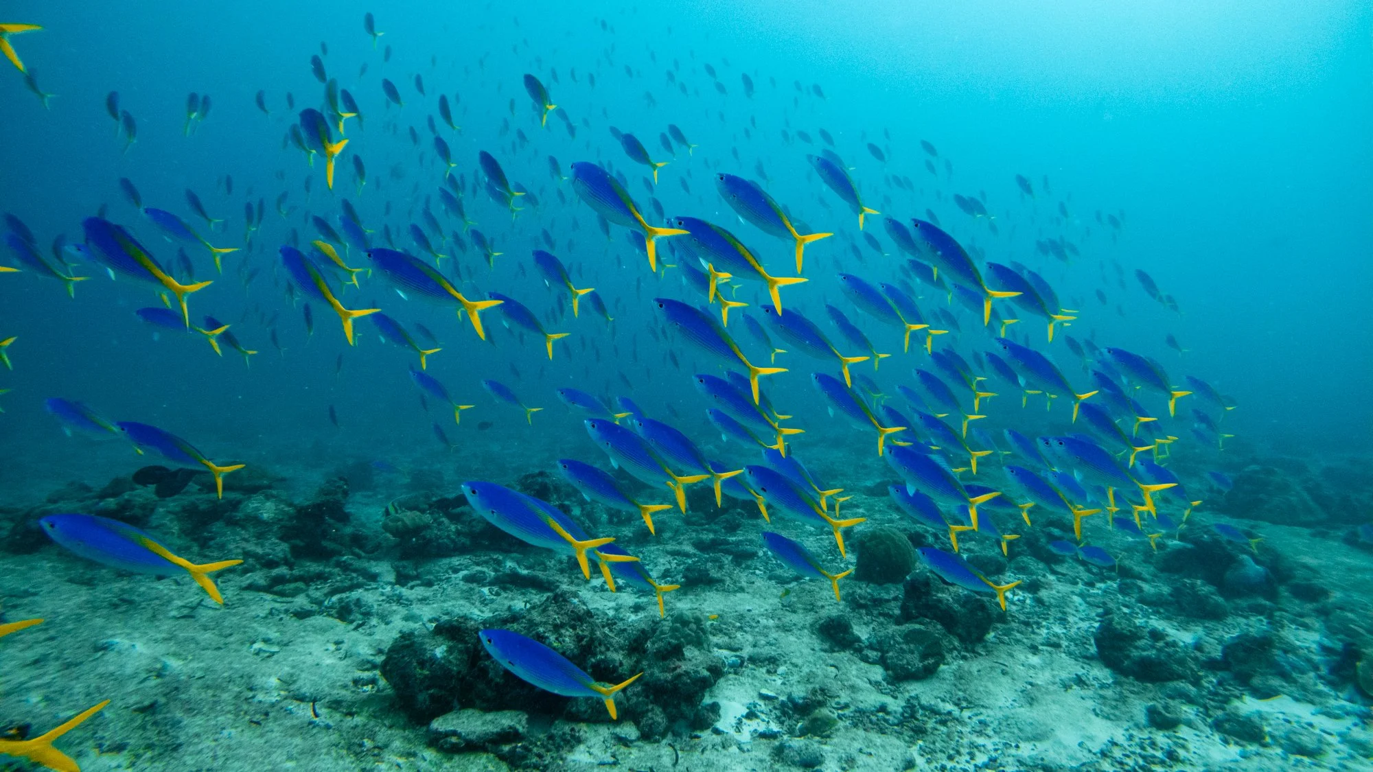 School of yellow and blue tropical fish swimming above a Maldives coral reef.