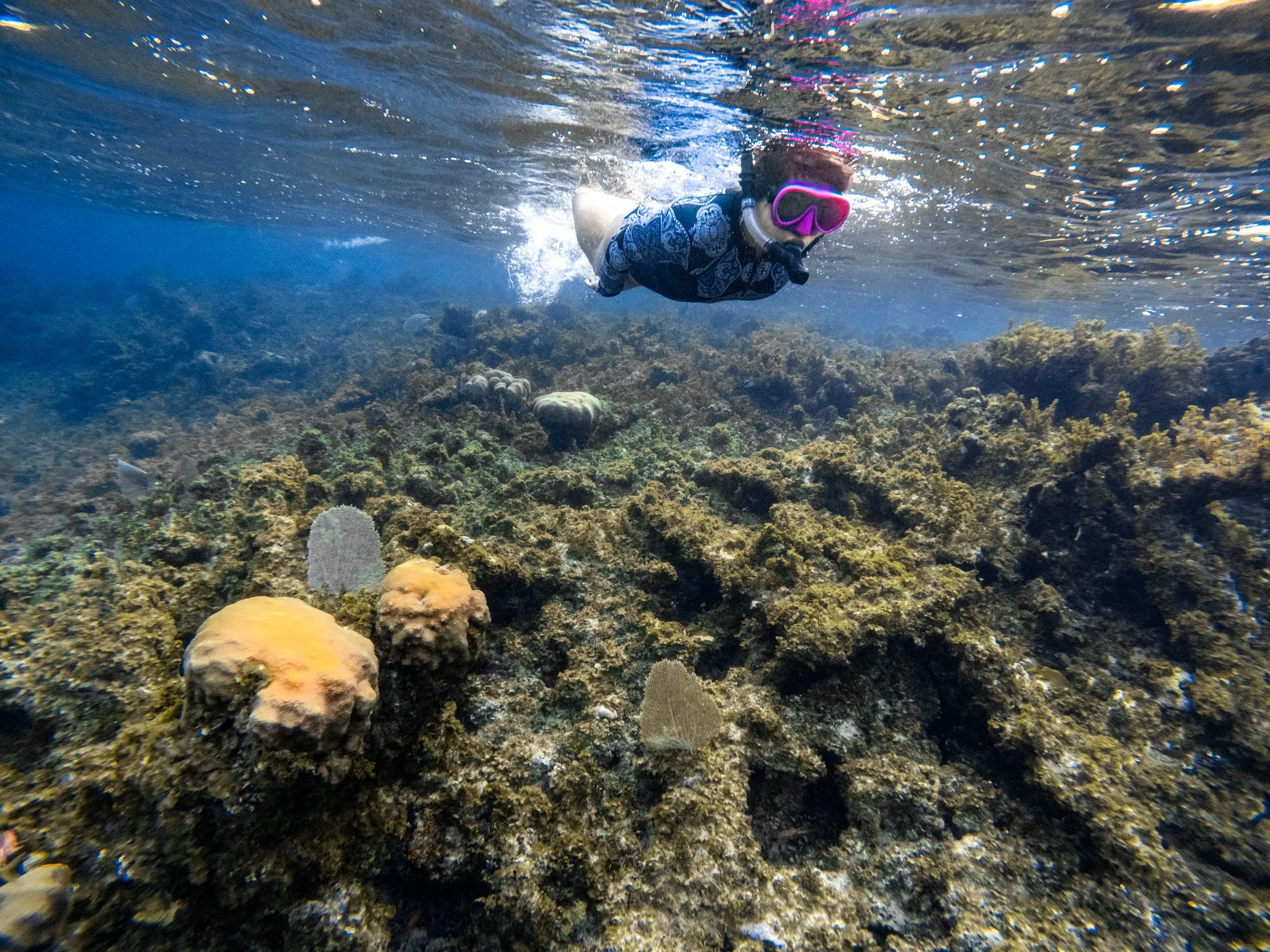 Snorkeler floating above a shallow coral reef in the clear water of Jamaica.