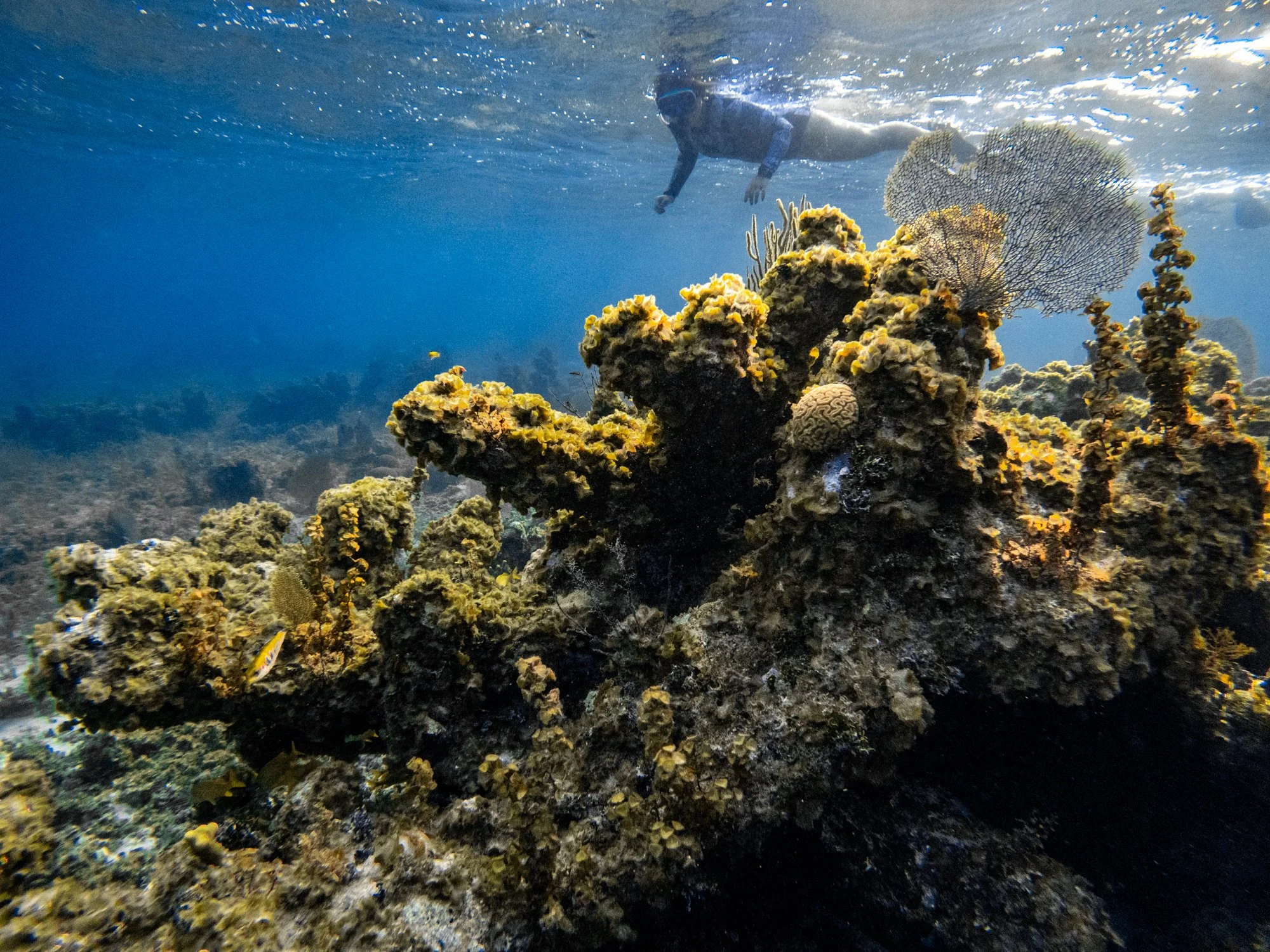 Snorkeler passing above coral and sea fans in Jamaica.