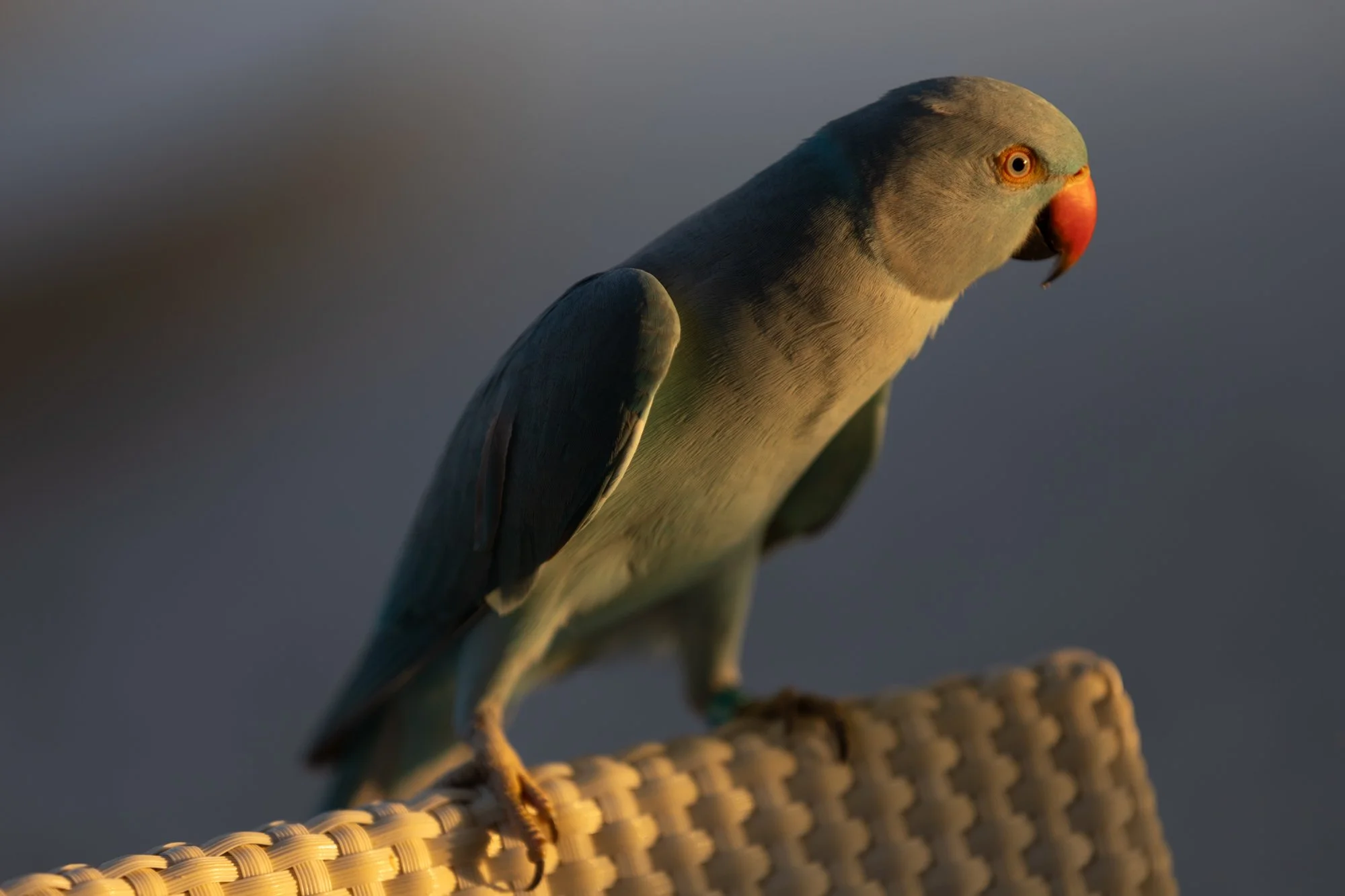 Rose-ringed parakeet perched in warm evening light in the Maldives.