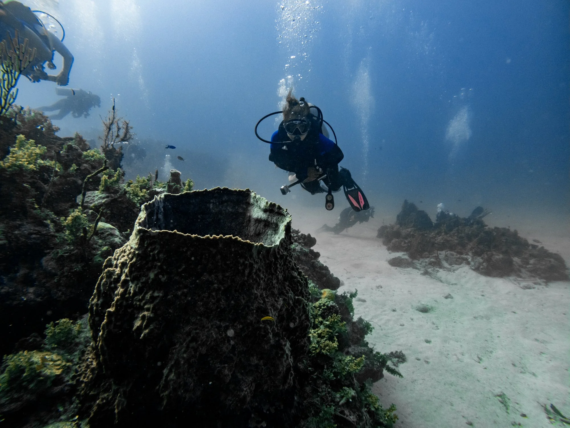 Scuba divers exploring beside a giant barrel sponge on a reef in Jamaica.