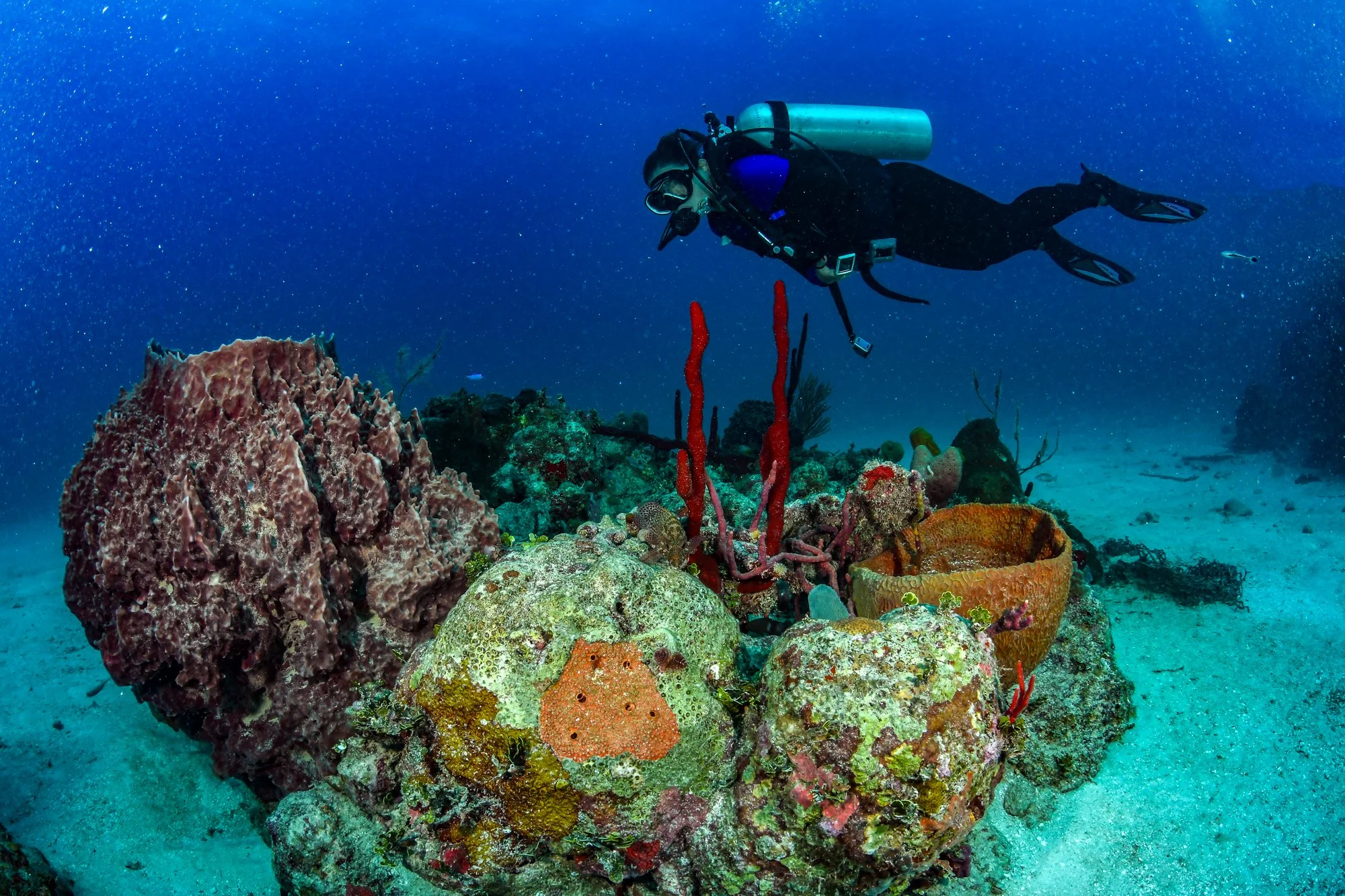Scuba diver swimming above colorful barrel sponges and coral in Jamaica.