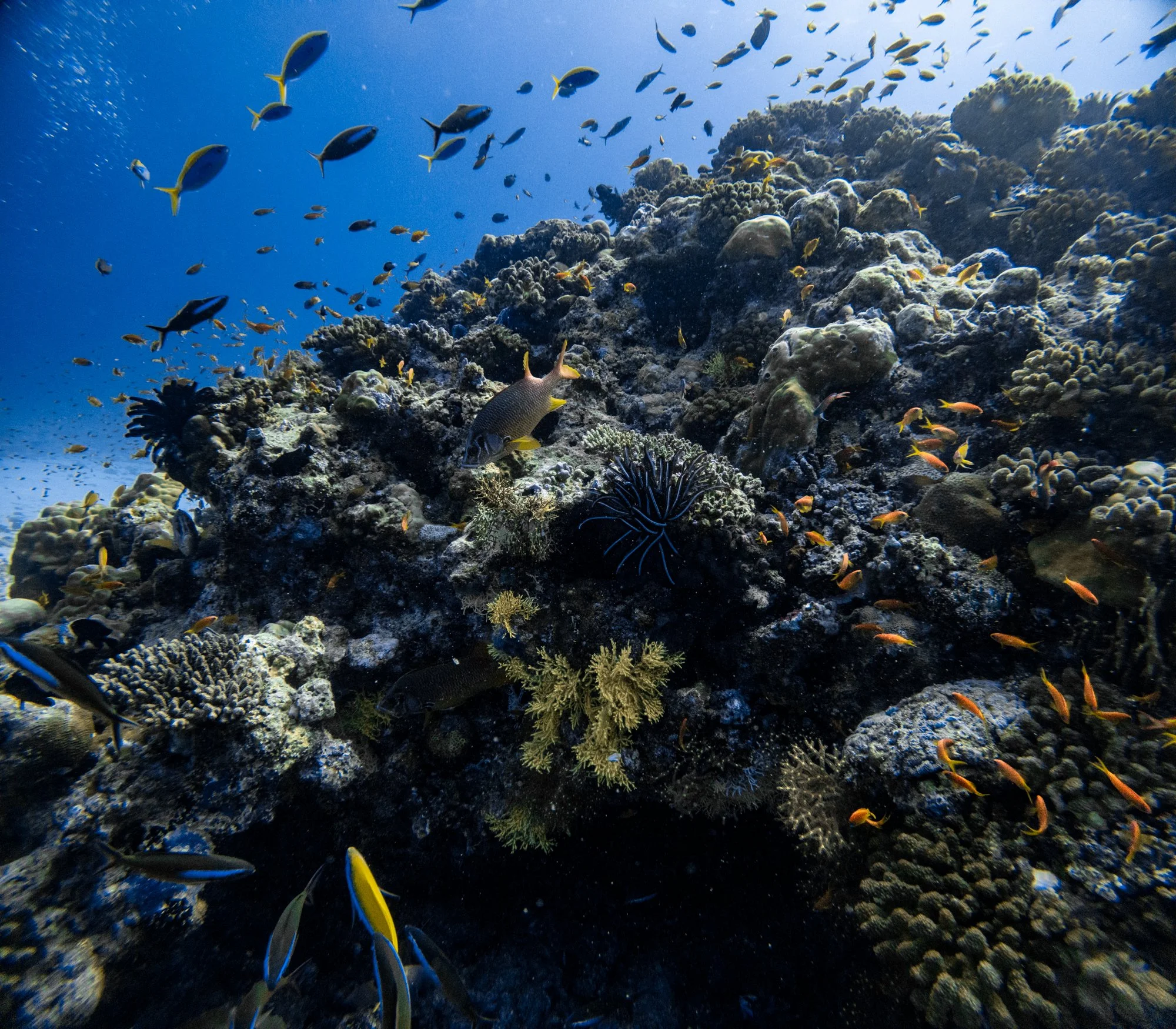 Colorful tropical fish and coral covering a healthy reef in the Maldives.